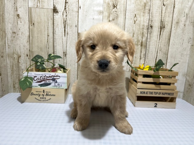 静岡県のゴールデンレトリバー (ペッツワン浜松都田テクノ店/2025年11月22日生まれ/男の子/ゴールデン)の子犬