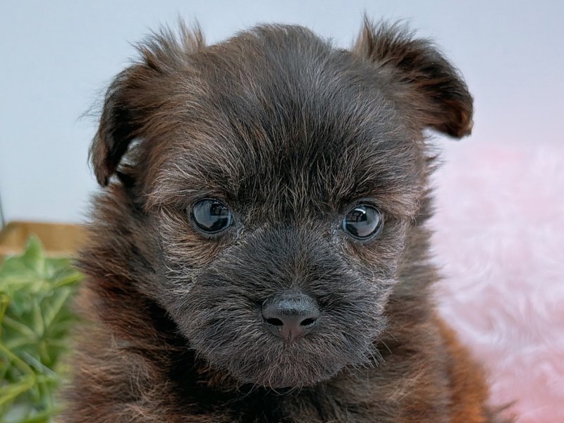 愛知県のハーフ犬・ミックス犬 (ペッツワン小牧店/2025年11月29日生まれ/女の子/その他色)の子犬