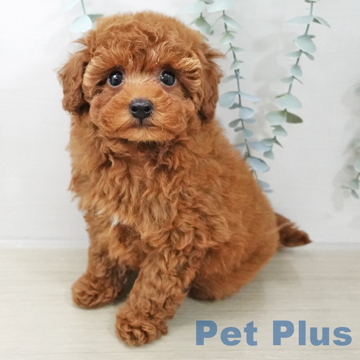 トイプードル トイ・プードル - 阿見店 | ペッツワン
