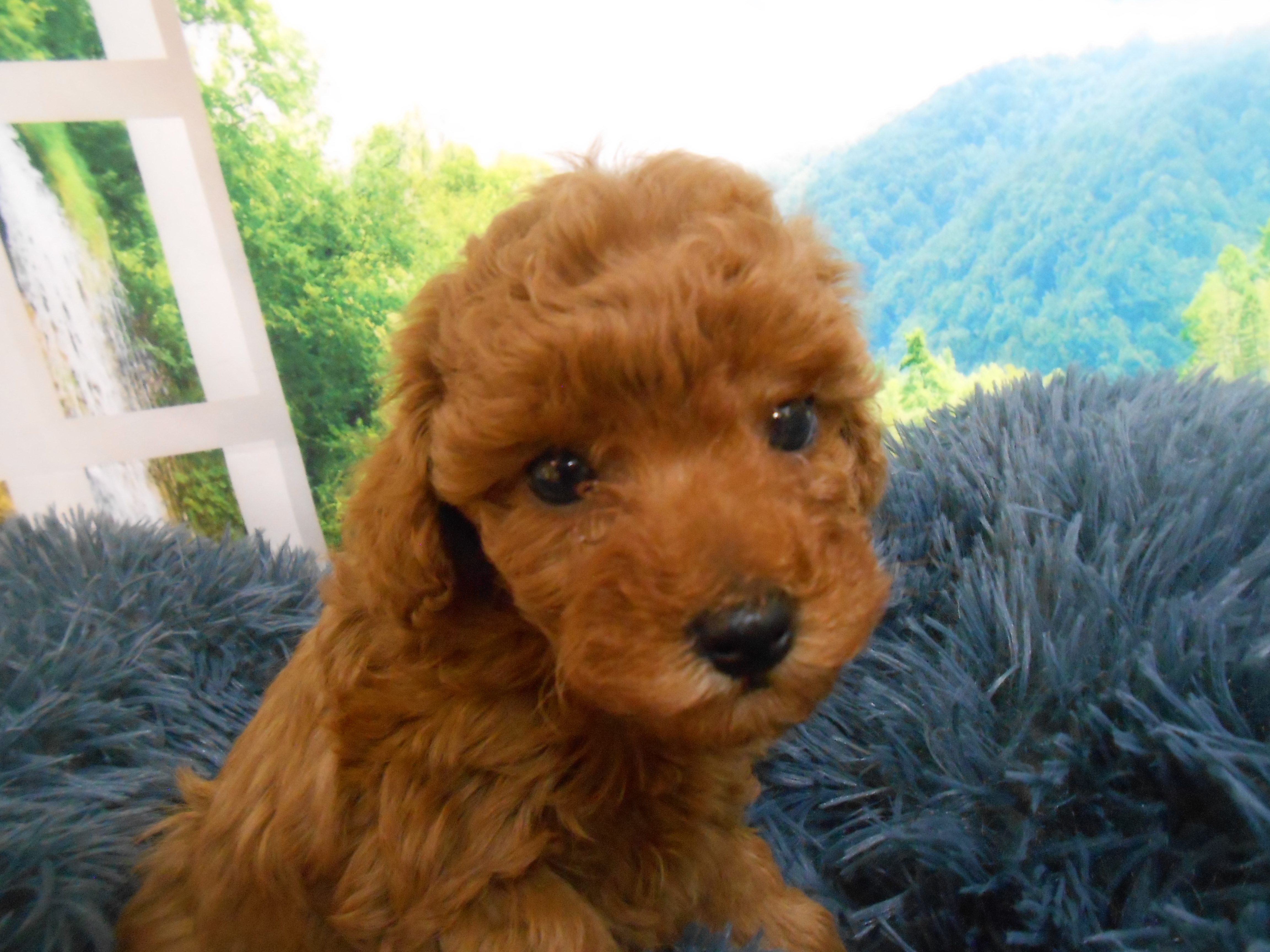 愛知県のトイプードル(トイ) (ペッツワン半田店/2025年12月1日生まれ/女の子/レッドフォーン)の子犬