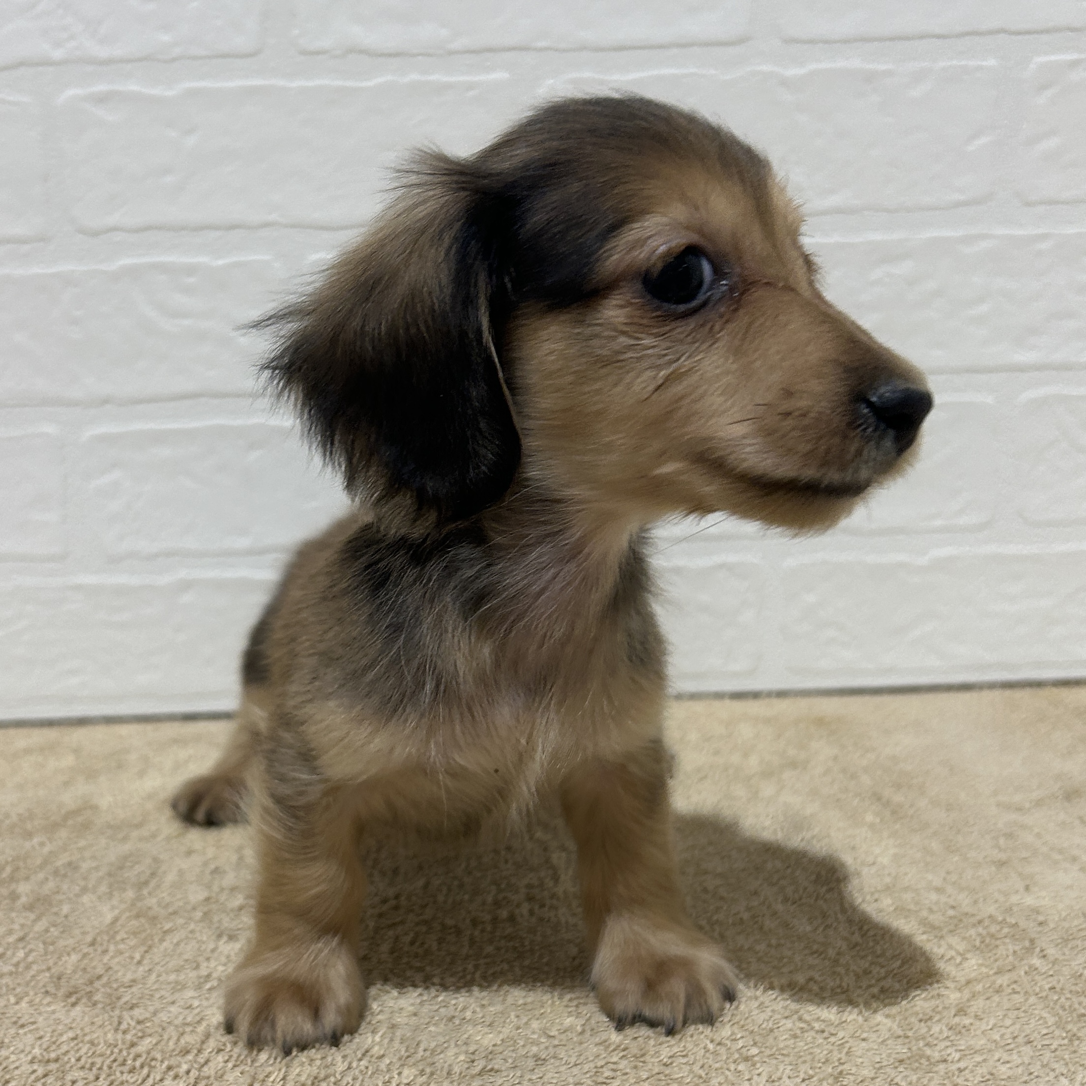 愛知県のミニチュアダックスフンド(ロング) (ペッツワン常滑店/2025年11月30日生まれ/男の子/レッド)の子犬の3枚目の画像