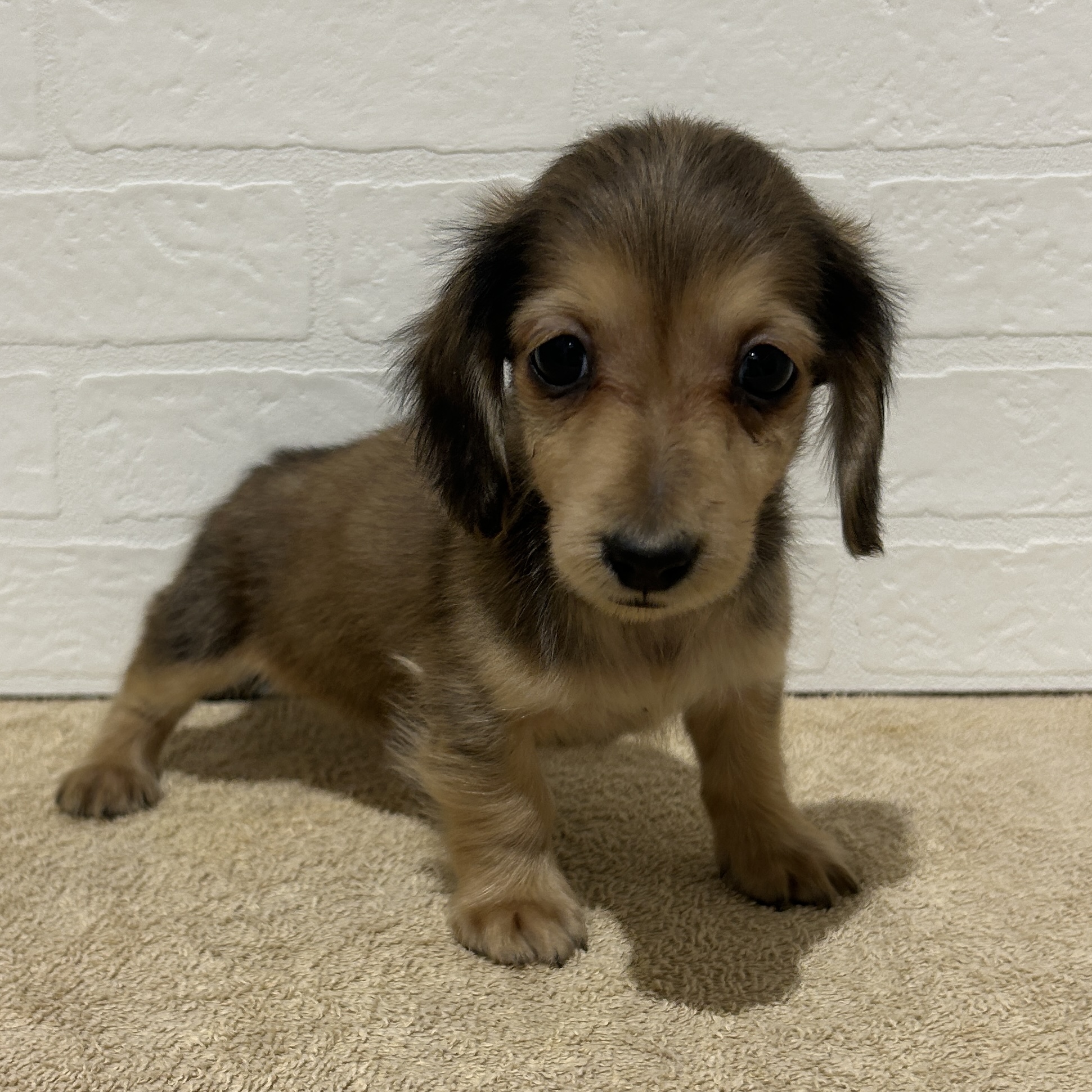 愛知県のミニチュアダックスフンド(ロング) (ペッツワン常滑店/2025年11月30日生まれ/男の子/レッド)の子犬の1枚目の画像