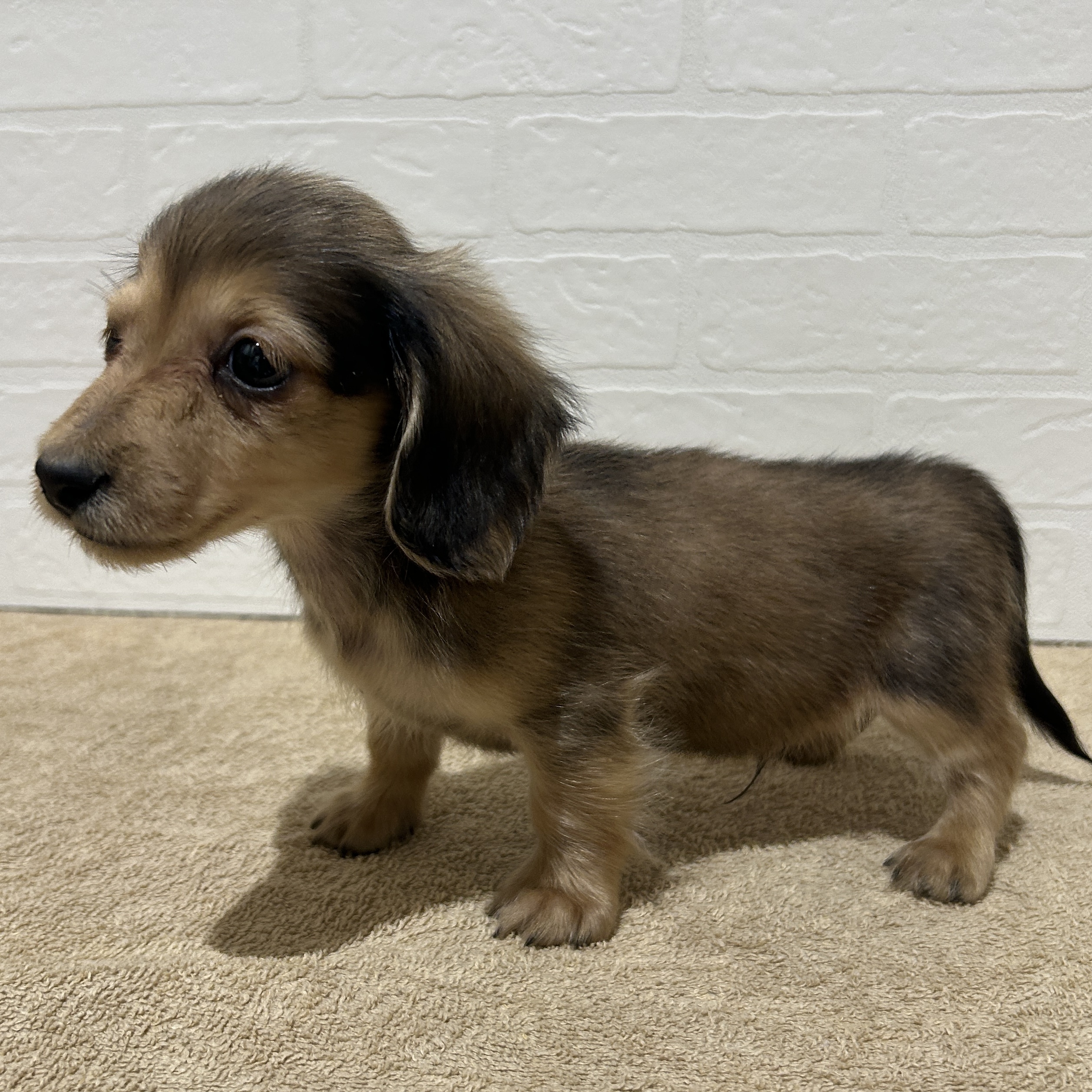 愛知県のミニチュアダックスフンド(ロング) (ペッツワン常滑店/2025年11月30日生まれ/男の子/レッド)の子犬の2枚目の画像