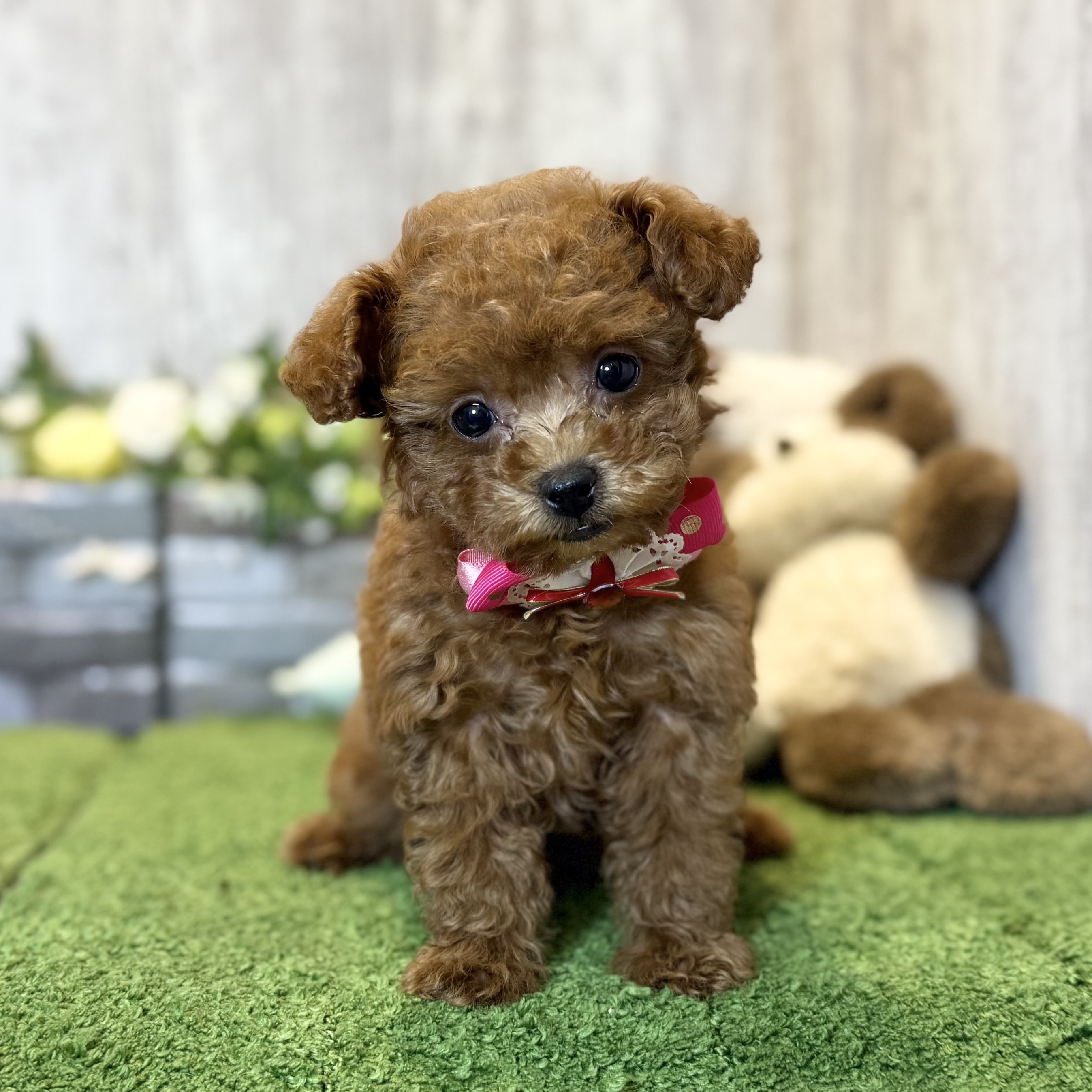 兵庫県のトイプードル(トイ) (ペッツワン姫路大津店/2025年11月25日生まれ/女の子/レッドフォーン)の子犬