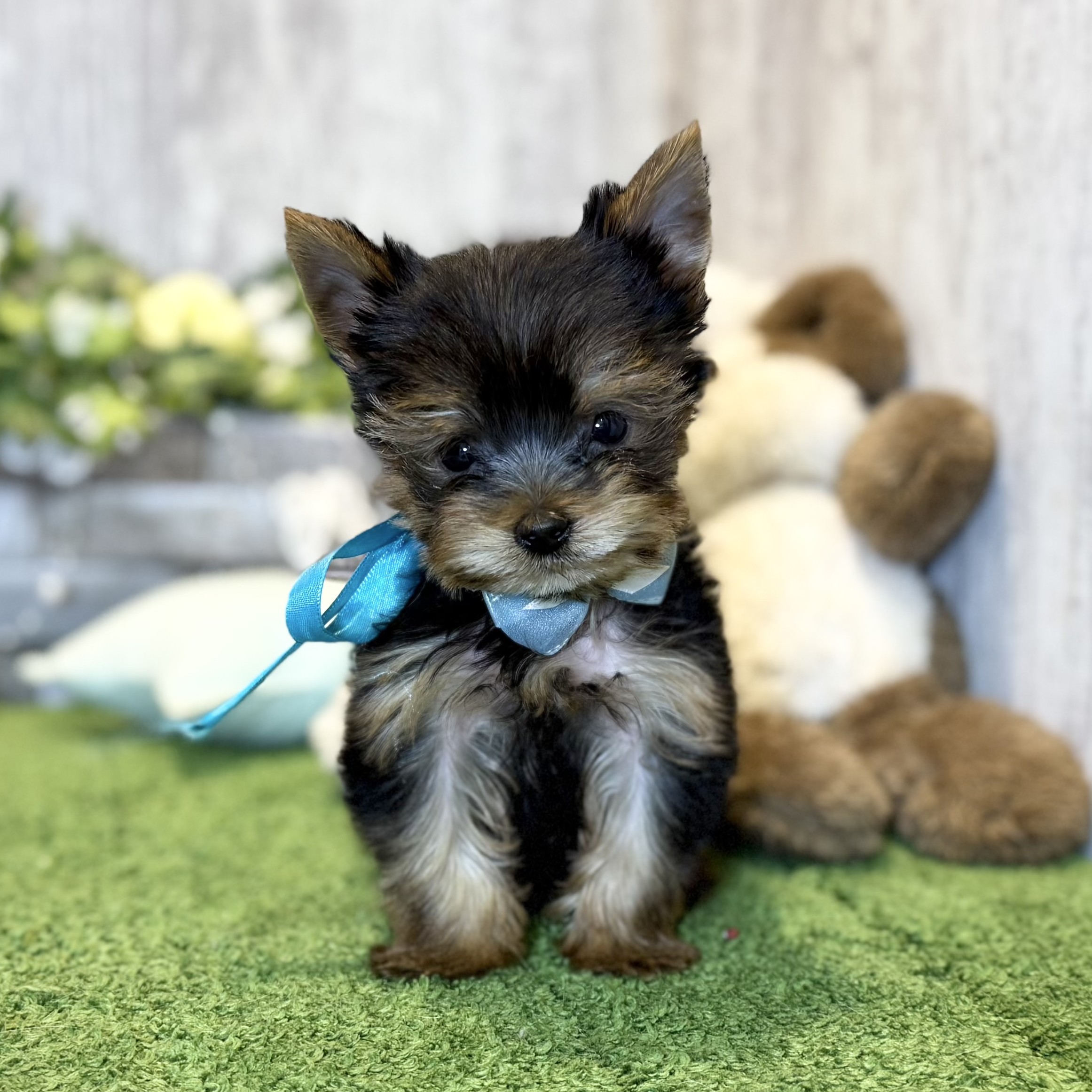 兵庫県のヨークシャーテリア (ペッツワン姫路大津店/2025年11月25日生まれ/男の子/スチールブルータン)の子犬