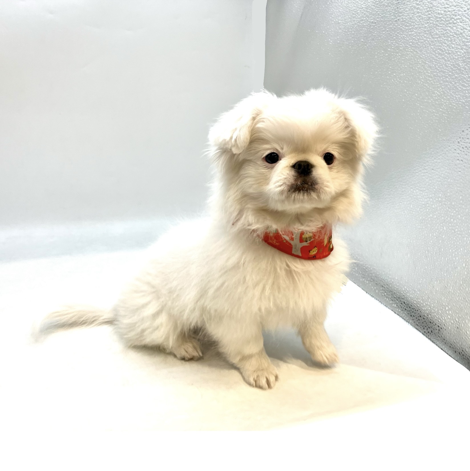 埼玉県のペキニーズ (ペッツワン行田店/2025年9月28日生まれ/男の子/ホワイト)の子犬の2枚目の画像