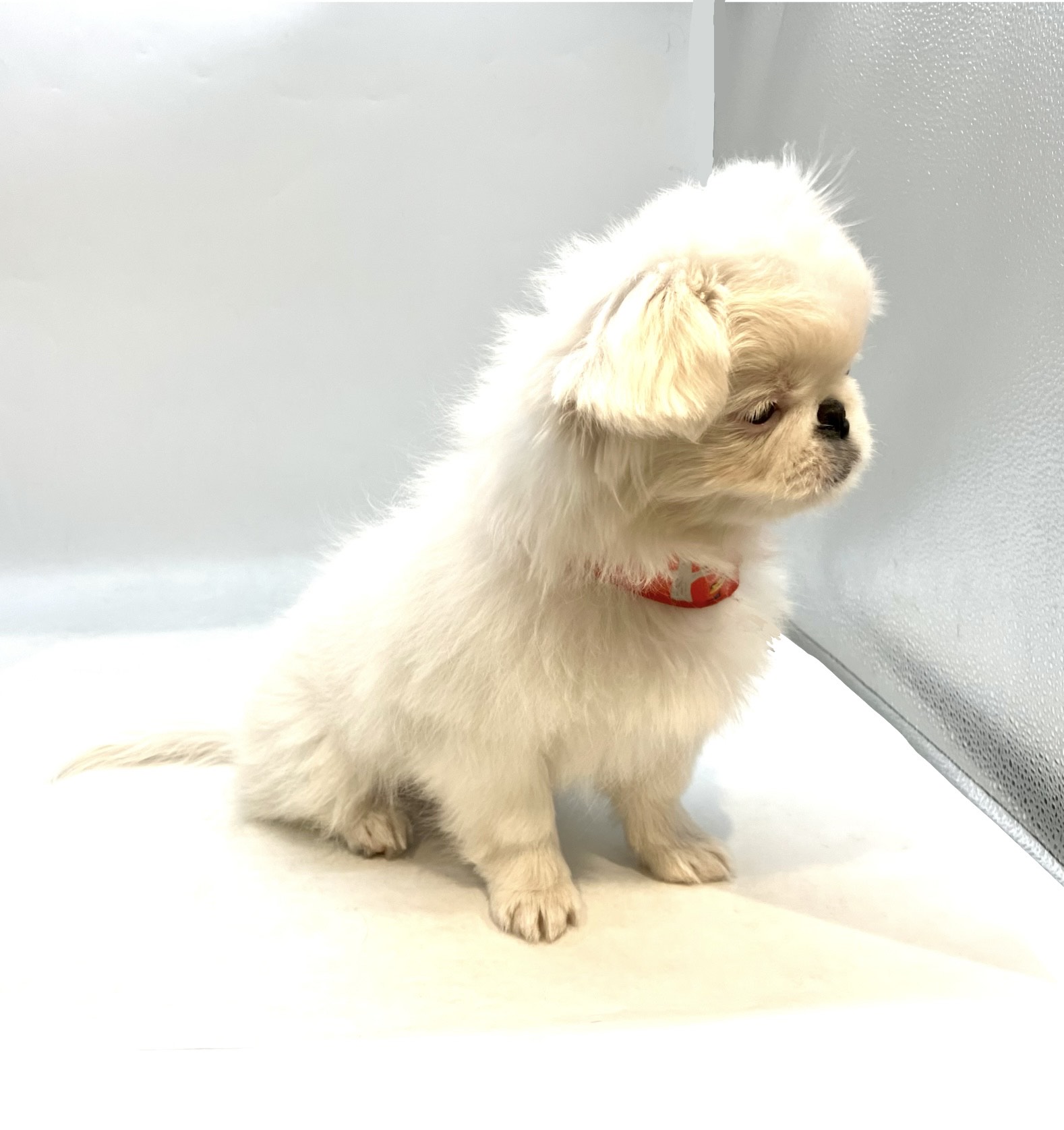 埼玉県のペキニーズ (ペッツワン行田店/2025年9月28日生まれ/男の子/ホワイト)の子犬の3枚目の画像