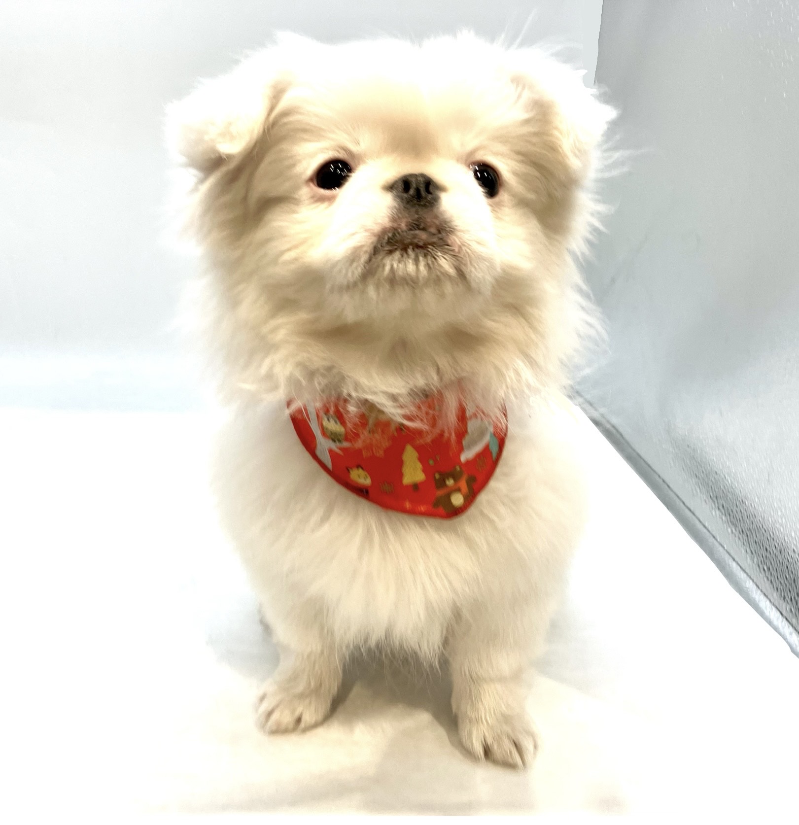 埼玉県のペキニーズ (ペッツワン行田店/2025年9月28日生まれ/男の子/ホワイト)の子犬の1枚目の画像