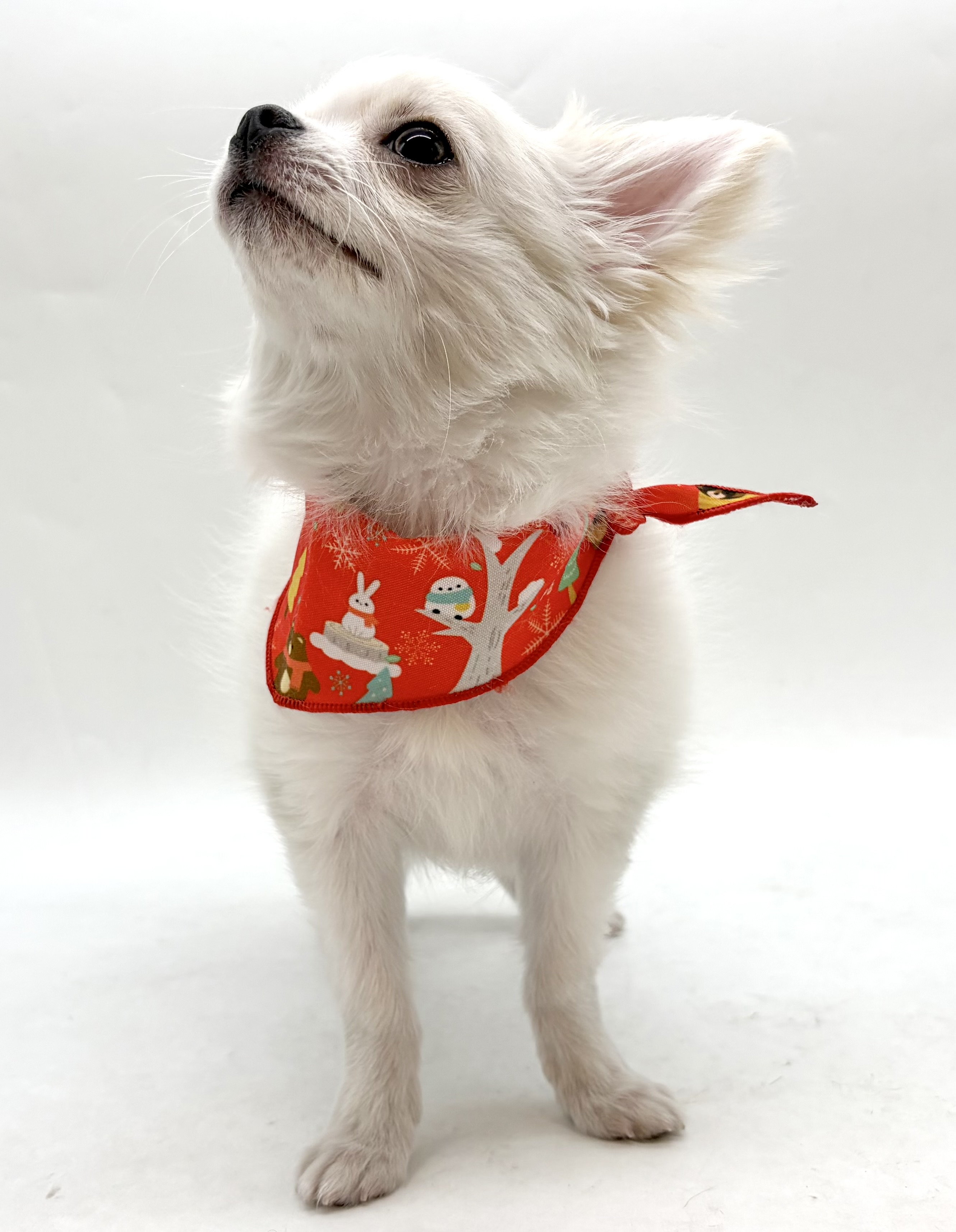 埼玉県のチワワ(ロング) (ペッツワン行田店/2025年10月6日生まれ/男の子/ホワイトクリーム)の子犬の2枚目の画像