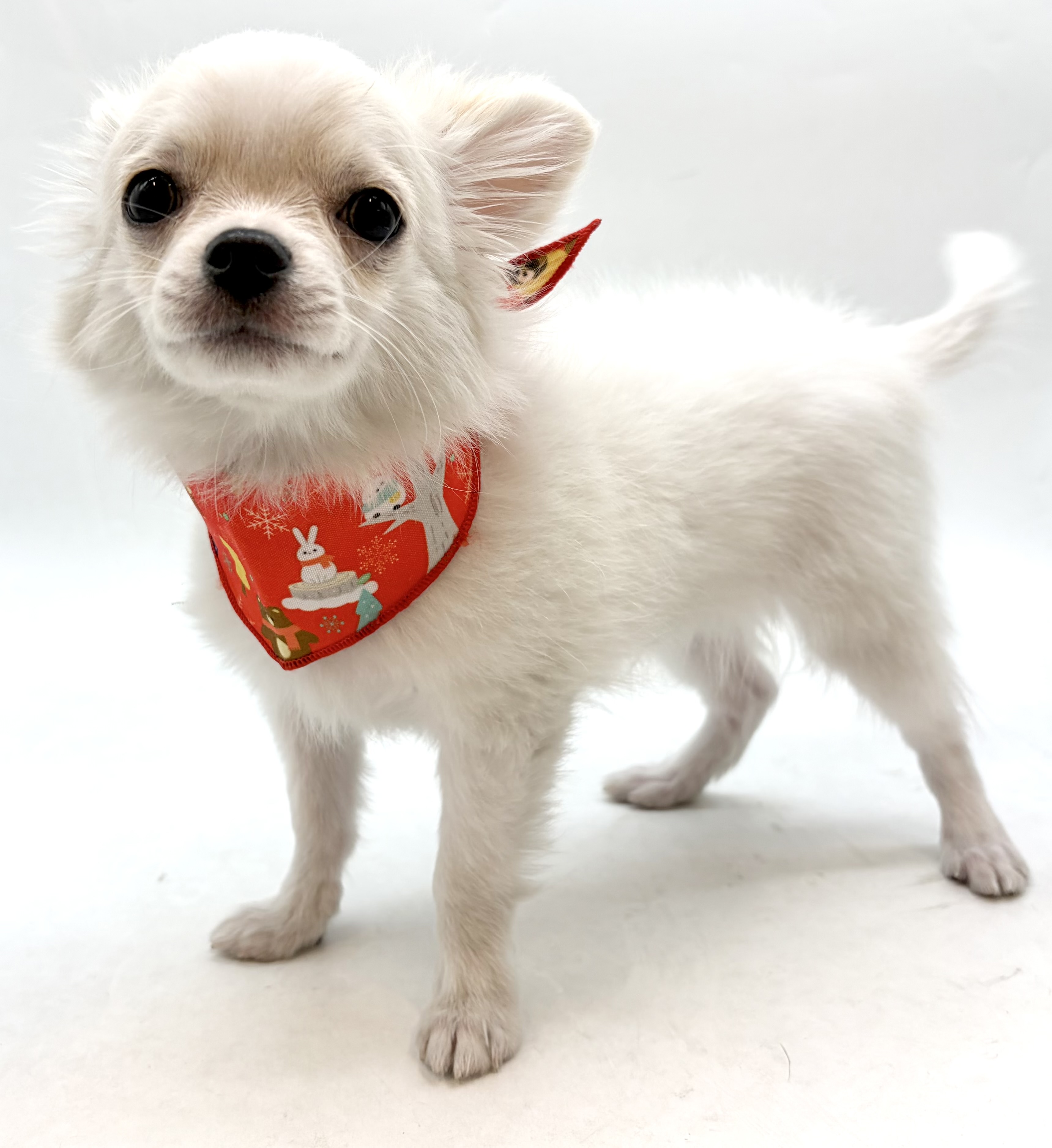 埼玉県のチワワ(ロング) (ペッツワン行田店/2025年10月6日生まれ/男の子/ホワイトクリーム)の子犬の3枚目の画像