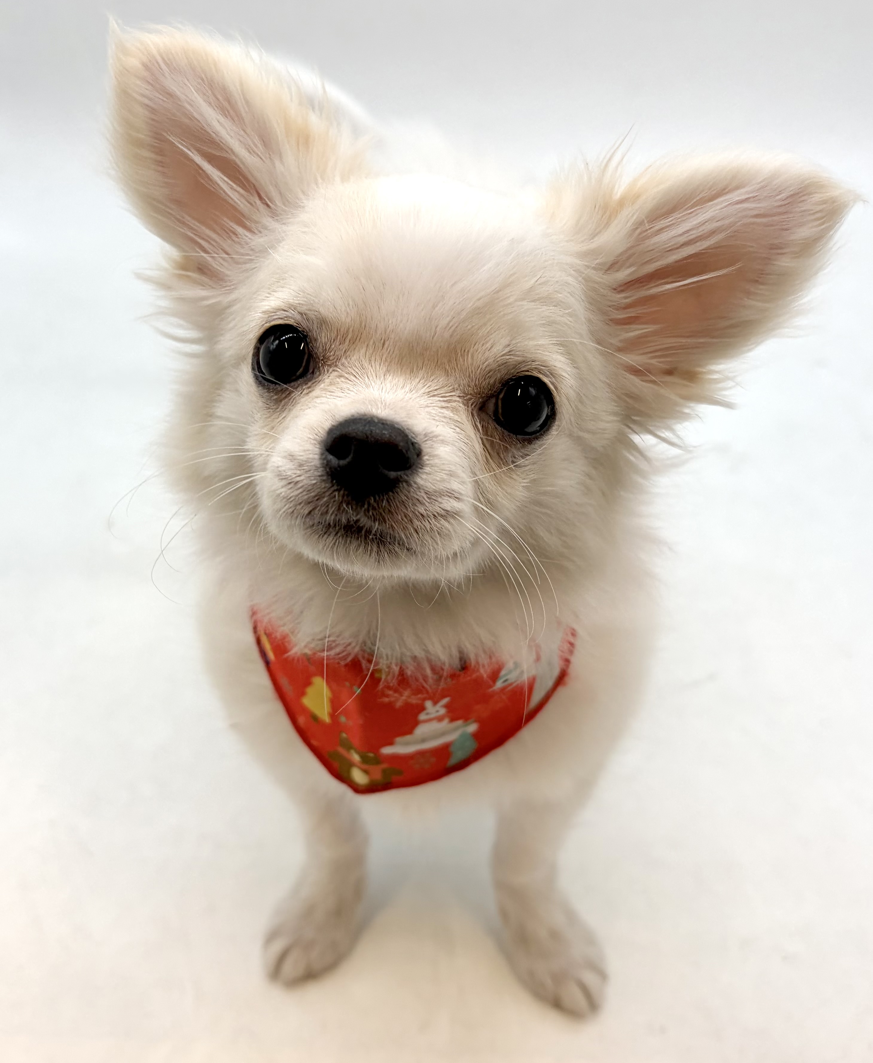 埼玉県のチワワ(ロング) (ペッツワン行田店/2025年10月6日生まれ/男の子/ホワイトクリーム)の子犬の1枚目の画像