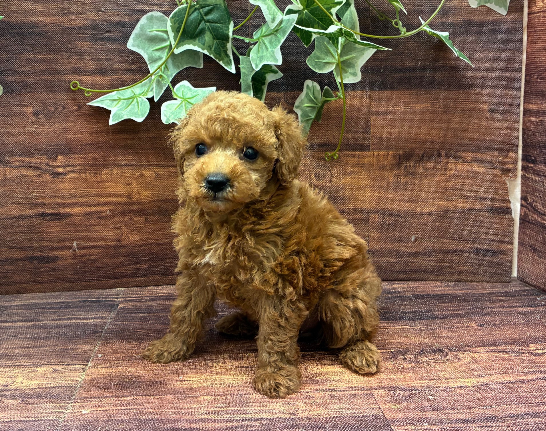 ☆受付☆トイプードル No.B トイ・プードル - 市原店 | ペッツワン