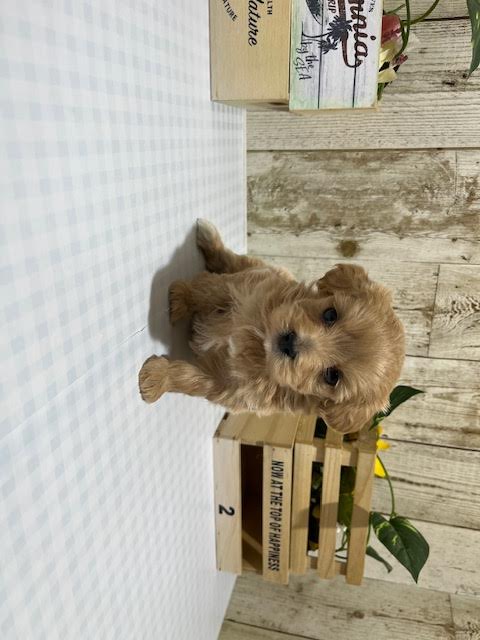 静岡県のハーフ犬・ミックス犬 (ペッツワン浜松都田テクノ店/2025年11月26日生まれ/男の子/アプリコット)の子犬