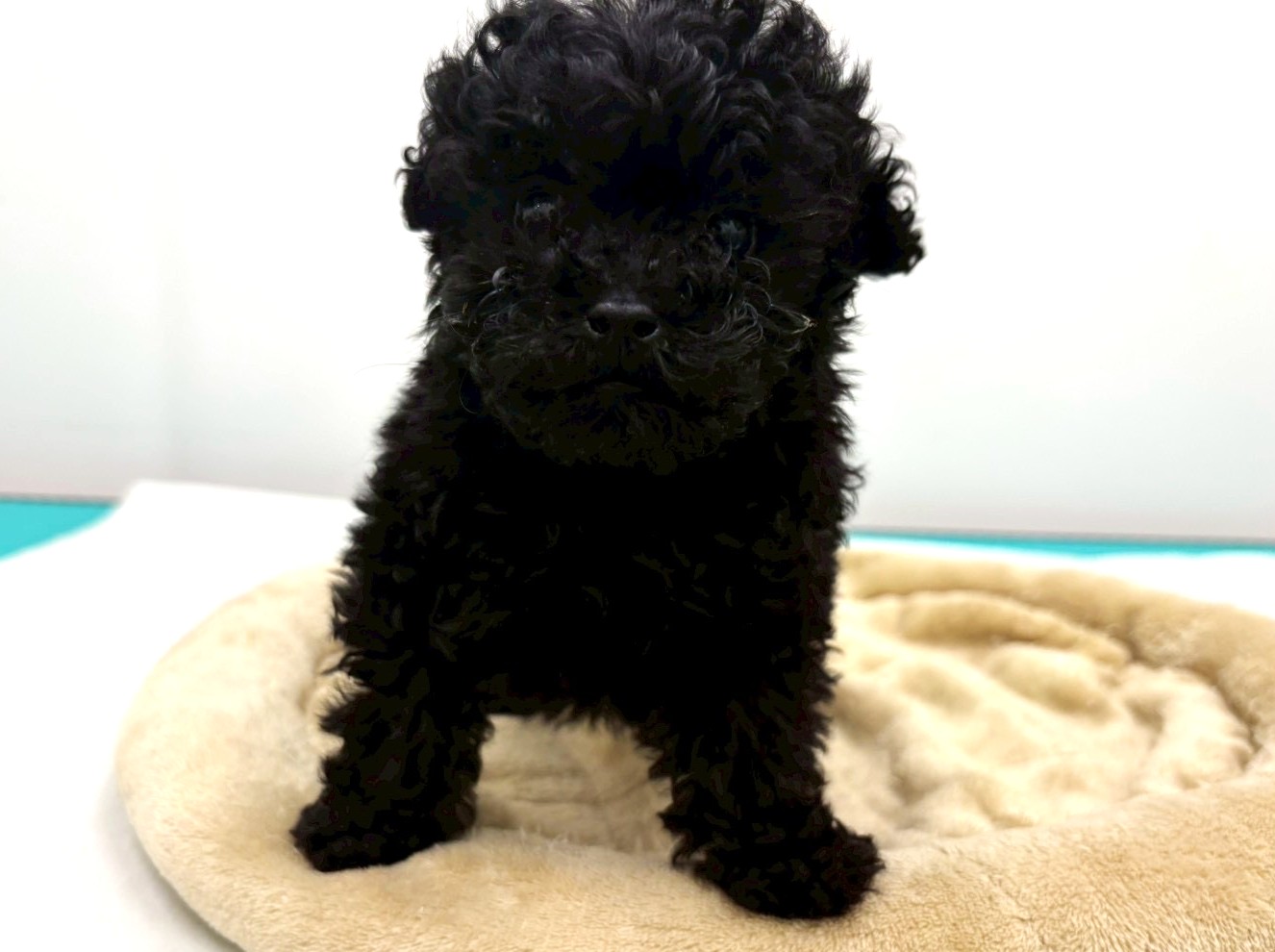 トイ・プードル - 宇都宮平出店 | ペッツワン