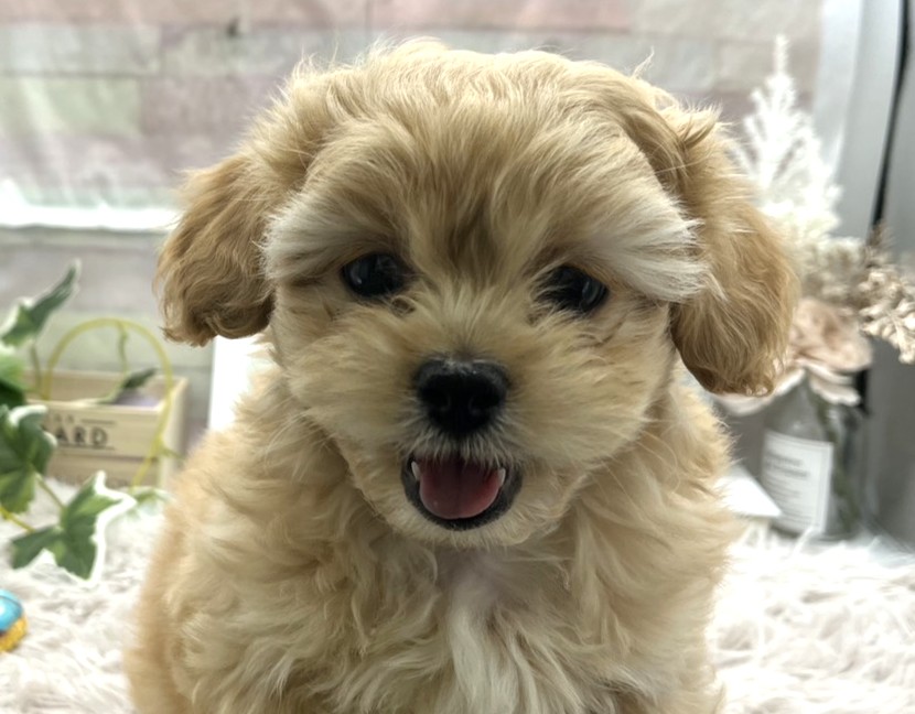 静岡県のハーフ犬・ミックス犬 (ペッツワン藤枝店/2025年9月27日生まれ/男の子/その他色)の子犬