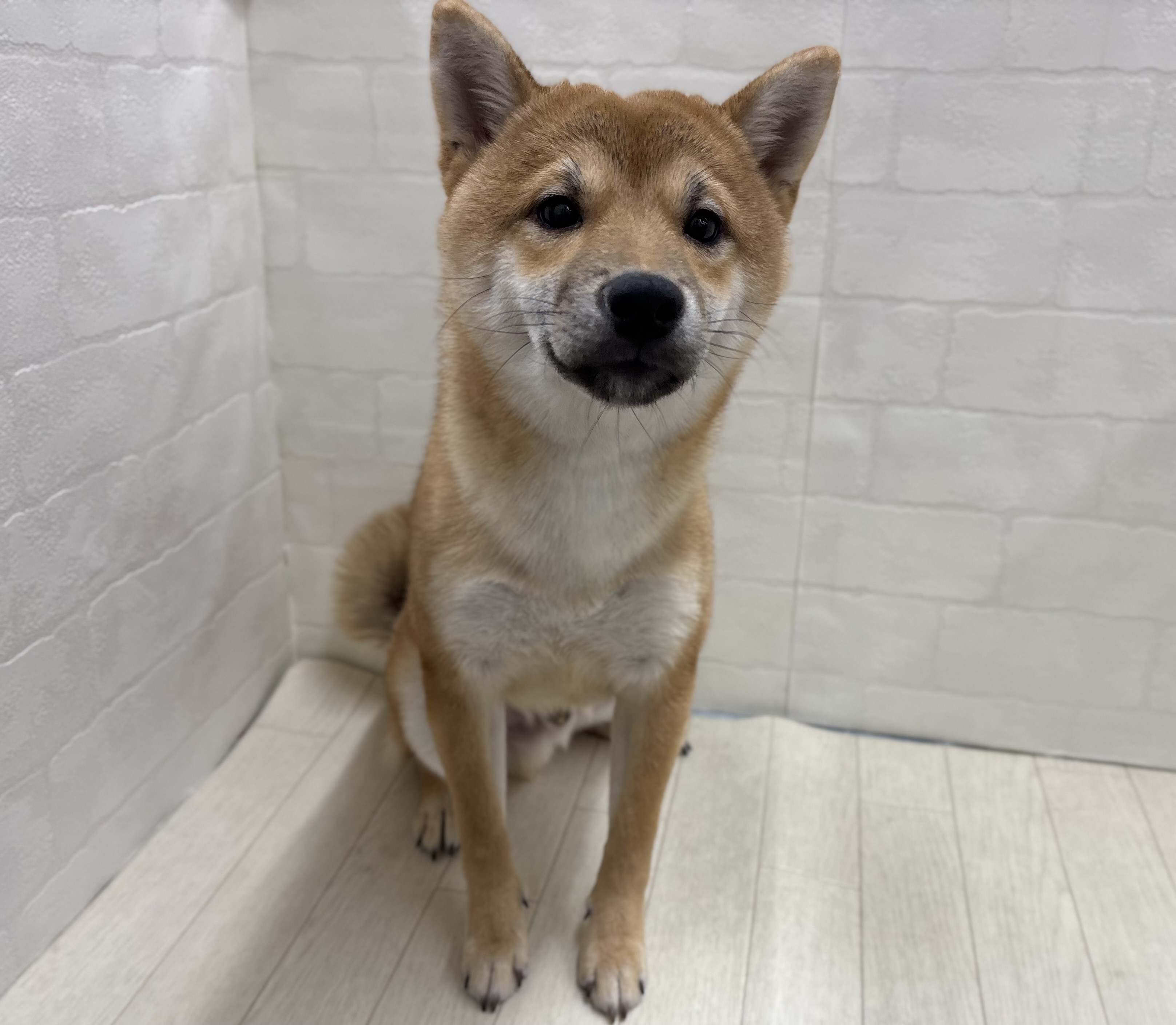 埼玉県の豆柴 (ペッツワン大利根店/2025年6月8日生まれ/男の子/赤)の子犬の2枚目の画像