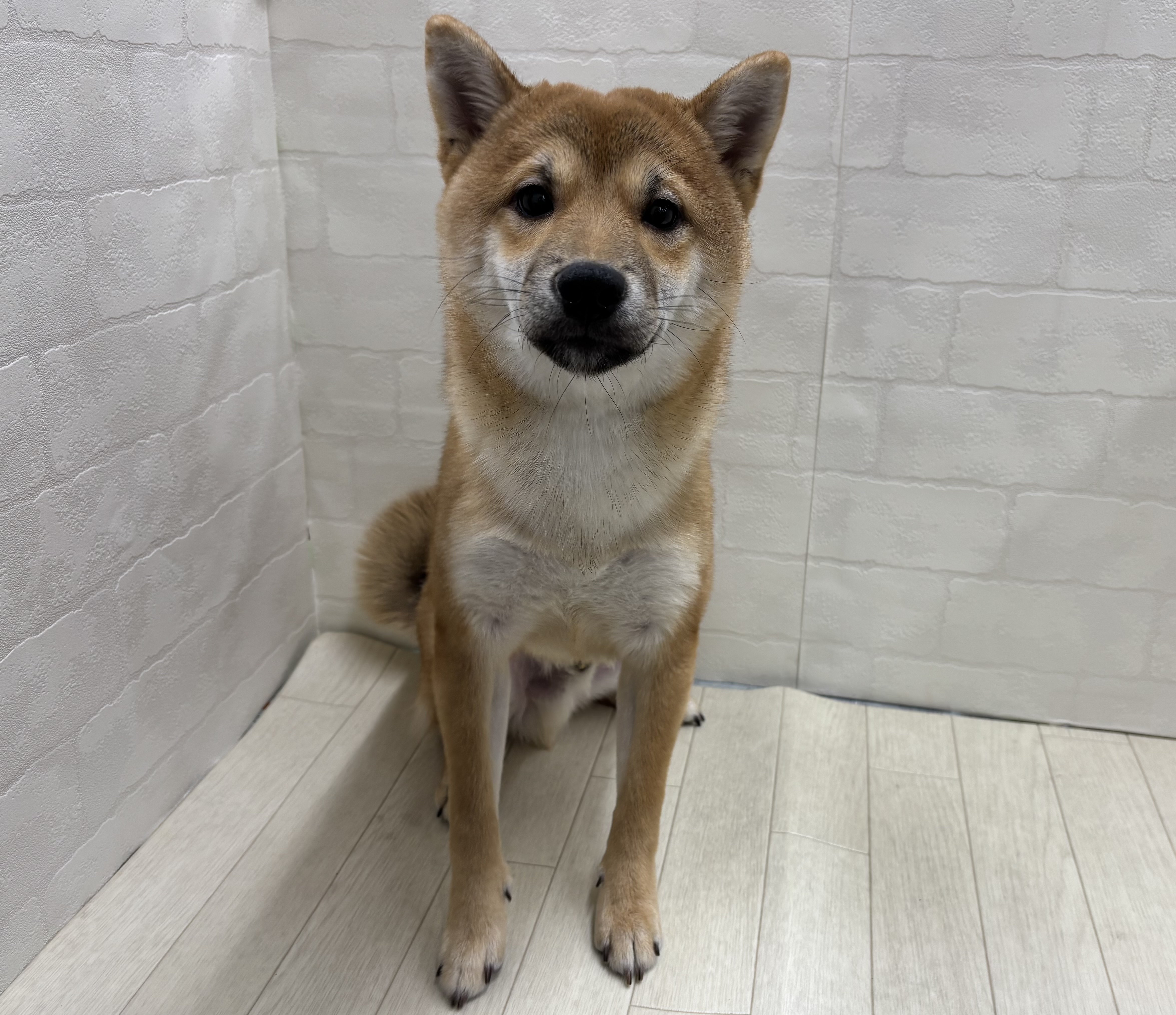 埼玉県の豆柴 (ペッツワン大利根店/2025年6月8日生まれ/男の子/赤)の子犬の1枚目の画像