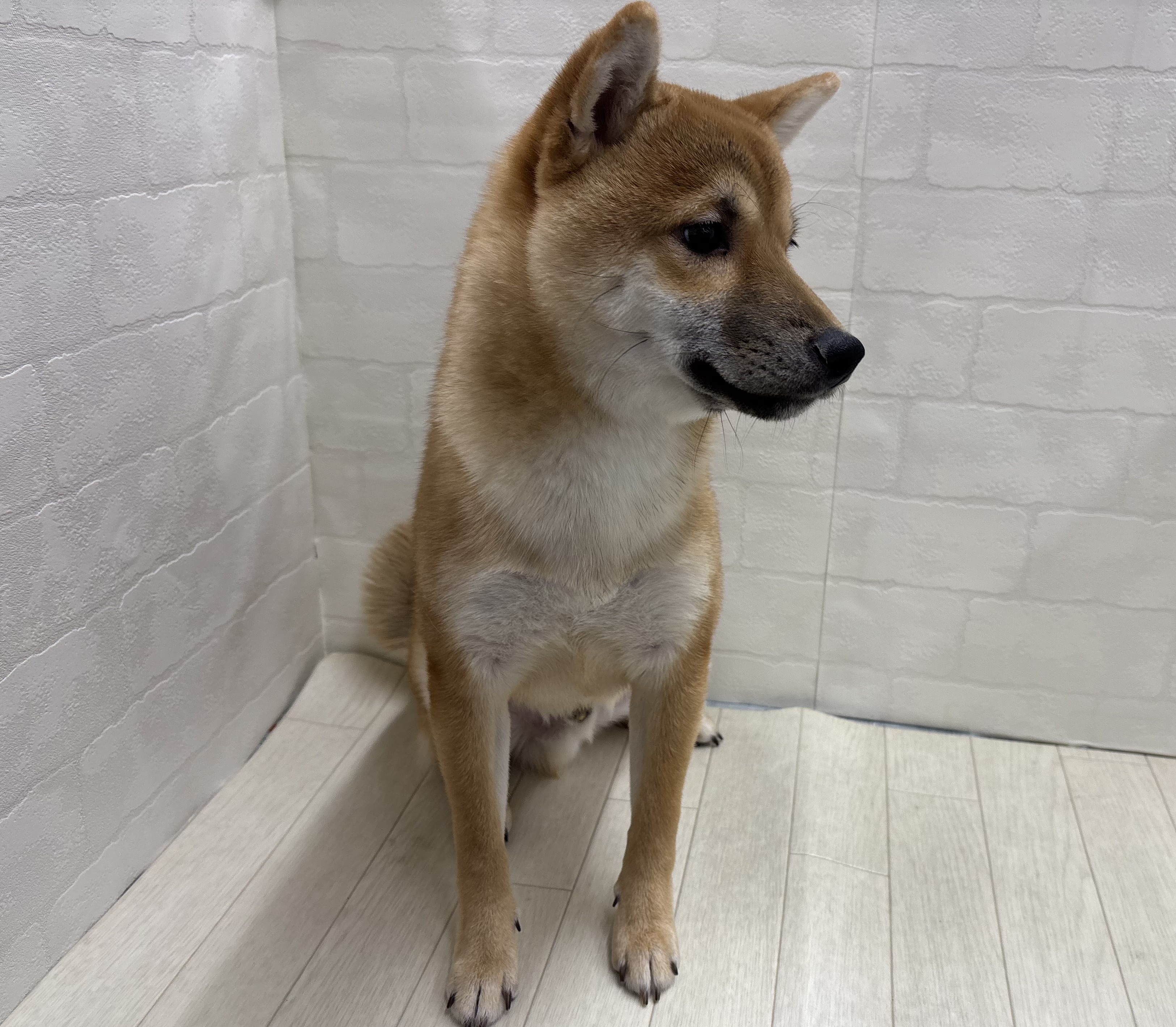 埼玉県の豆柴 (ペッツワン大利根店/2025年6月8日生まれ/男の子/赤)の子犬の3枚目の画像