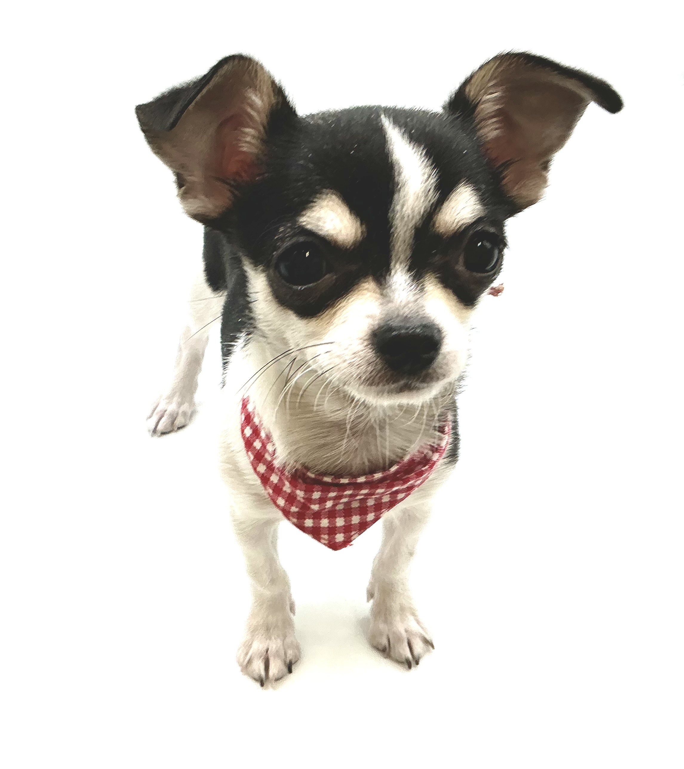 埼玉県のチワワ(ロング) (ペッツワン鶴ヶ島店/2025年9月6日生まれ/男の子/ブラックタンホワイト)の子犬の3枚目の画像