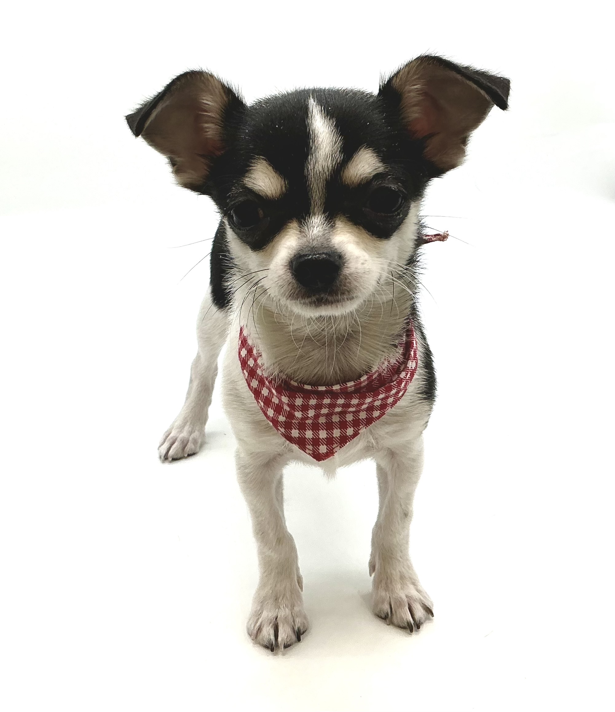 埼玉県のチワワ(ロング) (ペッツワン鶴ヶ島店/2025年9月6日生まれ/男の子/ブラックタンホワイト)の子犬の2枚目の画像