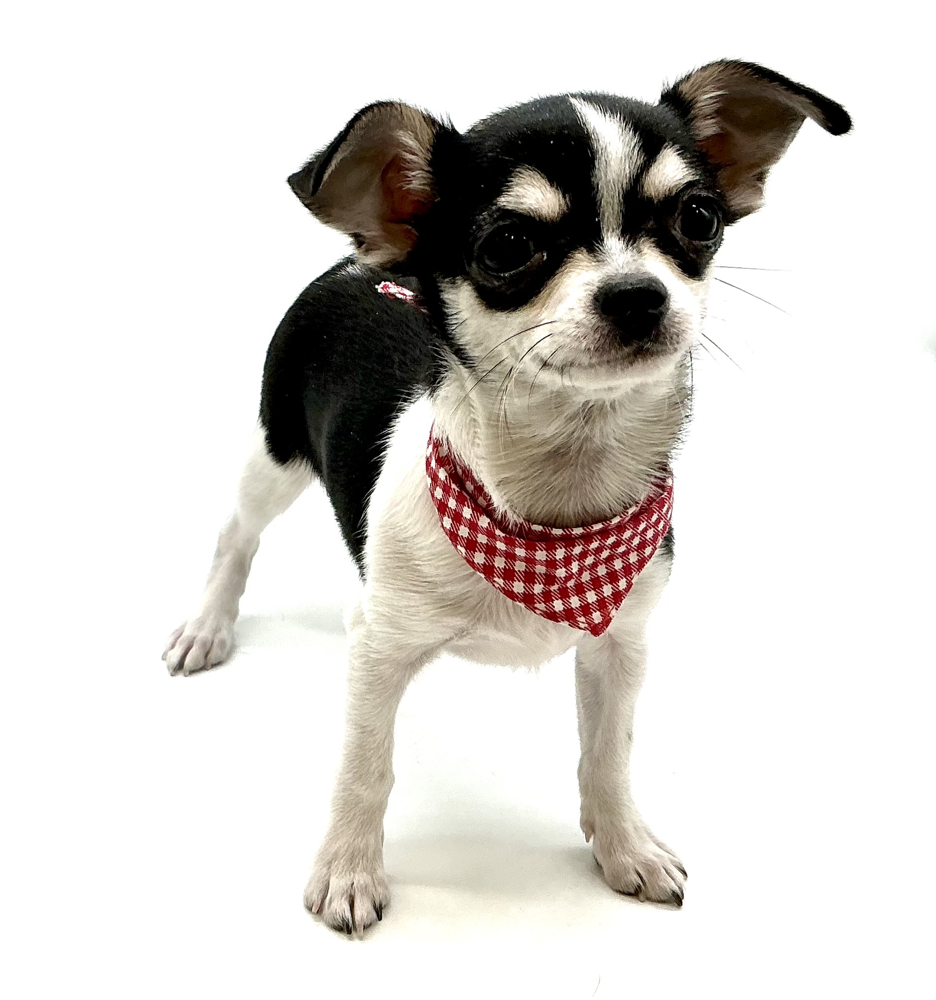 埼玉県のチワワ(ロング) (ペッツワン鶴ヶ島店/2025年9月6日生まれ/男の子/ブラックタンホワイト)の子犬の1枚目の画像