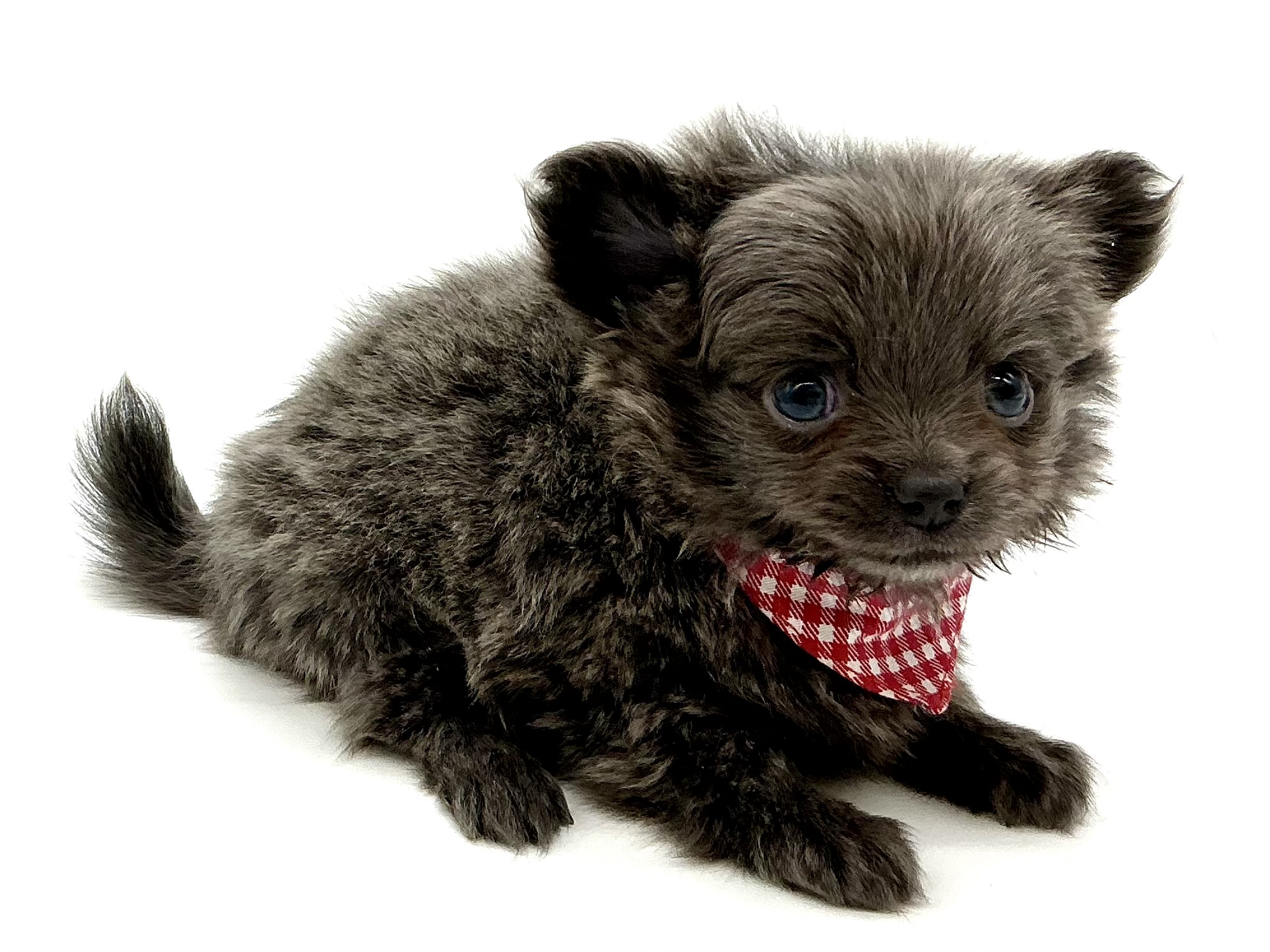 埼玉県のハーフ犬・ミックス犬 (ペッツワン鶴ヶ島店/2025年12月2日生まれ/男の子/ブルー)の子犬の1枚目の画像