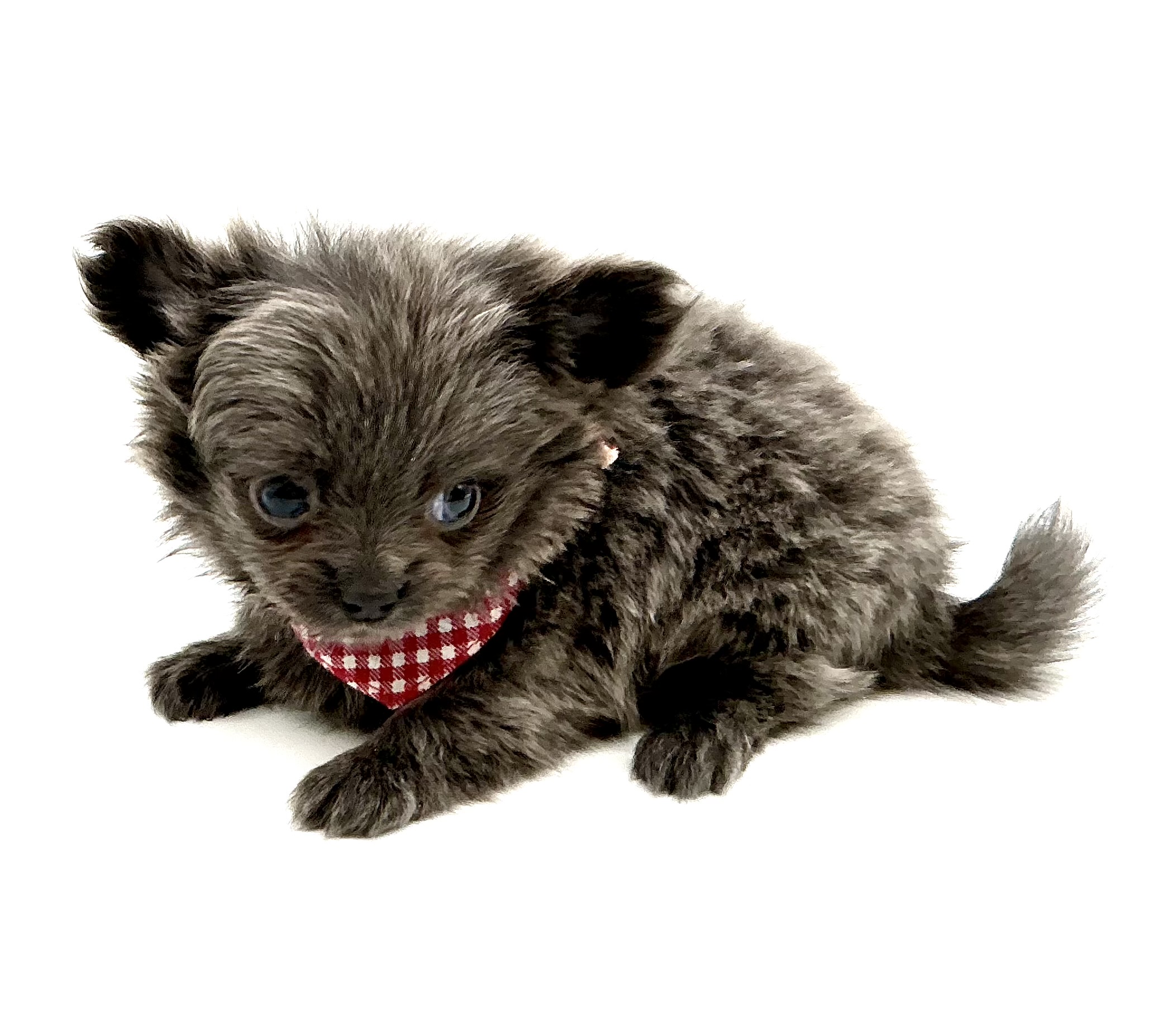 埼玉県のハーフ犬・ミックス犬 (ペッツワン鶴ヶ島店/2025年12月2日生まれ/男の子/ブルー)の子犬の2枚目の画像