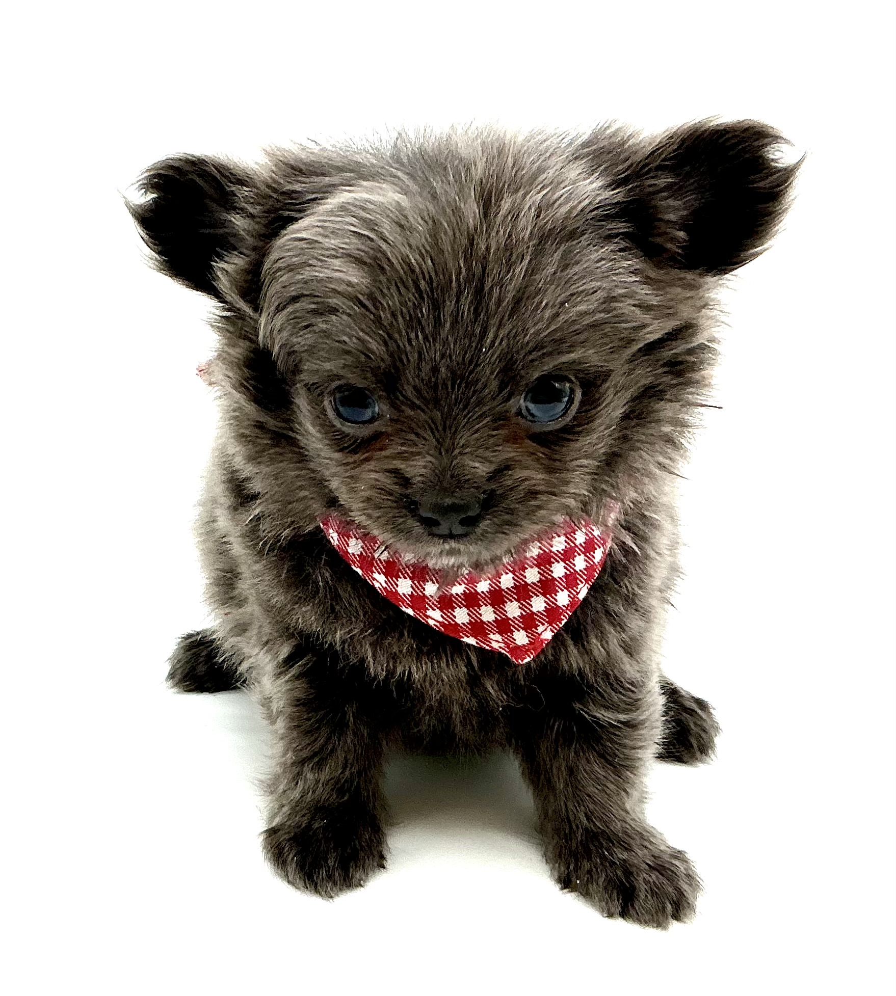 埼玉県のハーフ犬・ミックス犬 (ペッツワン鶴ヶ島店/2025年12月2日生まれ/男の子/ブルー)の子犬の3枚目の画像