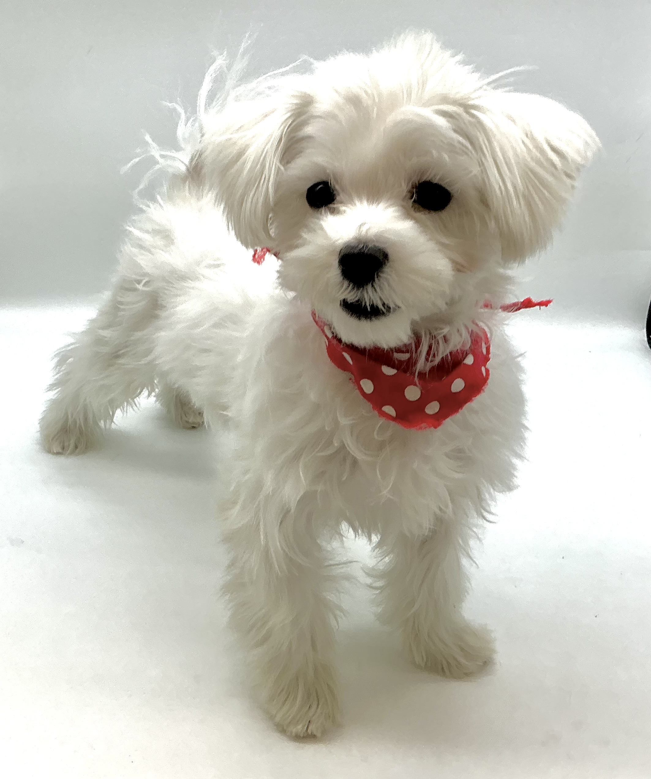 埼玉県のマルチーズ (ペッツワン鶴ヶ島店/2025年7月22日生まれ/男の子/ホワイト)の子犬の2枚目の画像