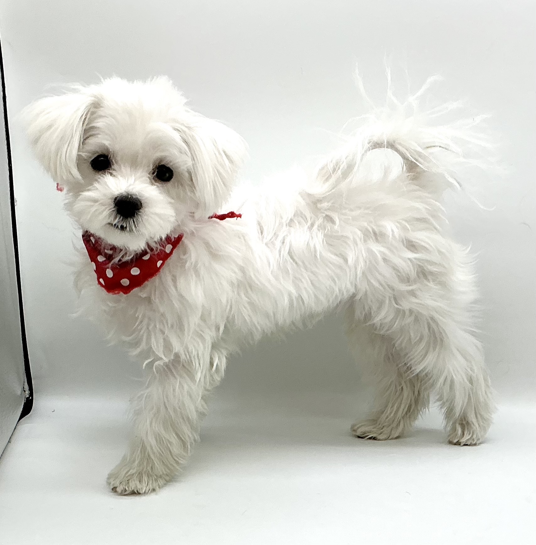 埼玉県のマルチーズ (ペッツワン鶴ヶ島店/2025年7月22日生まれ/男の子/ホワイト)の子犬の3枚目の画像