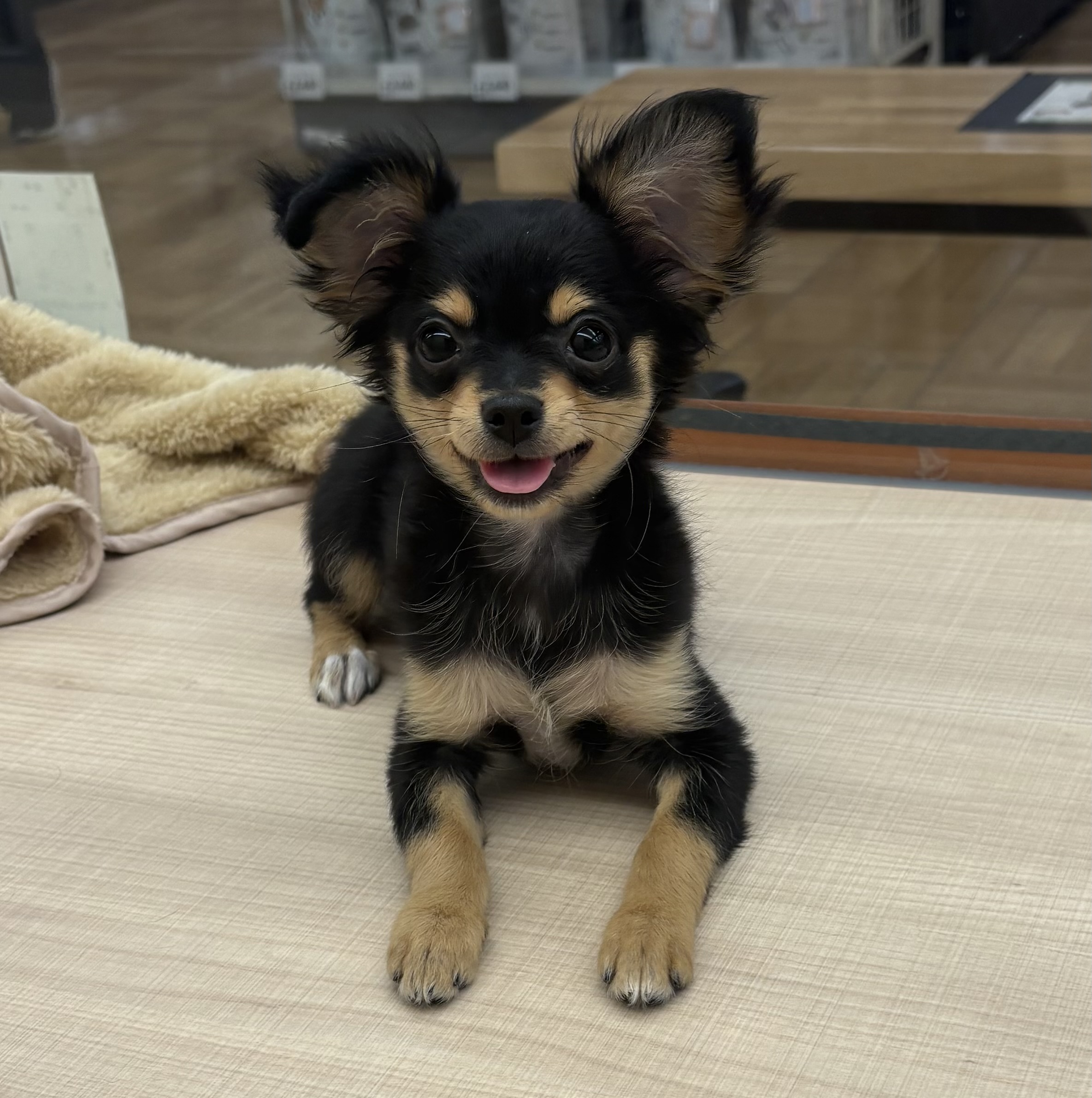 千葉県のチワワ(ロング) (ペッツワン佐倉店/2025年10月10日生まれ/女の子/ブラックタン)の子犬の3枚目の画像