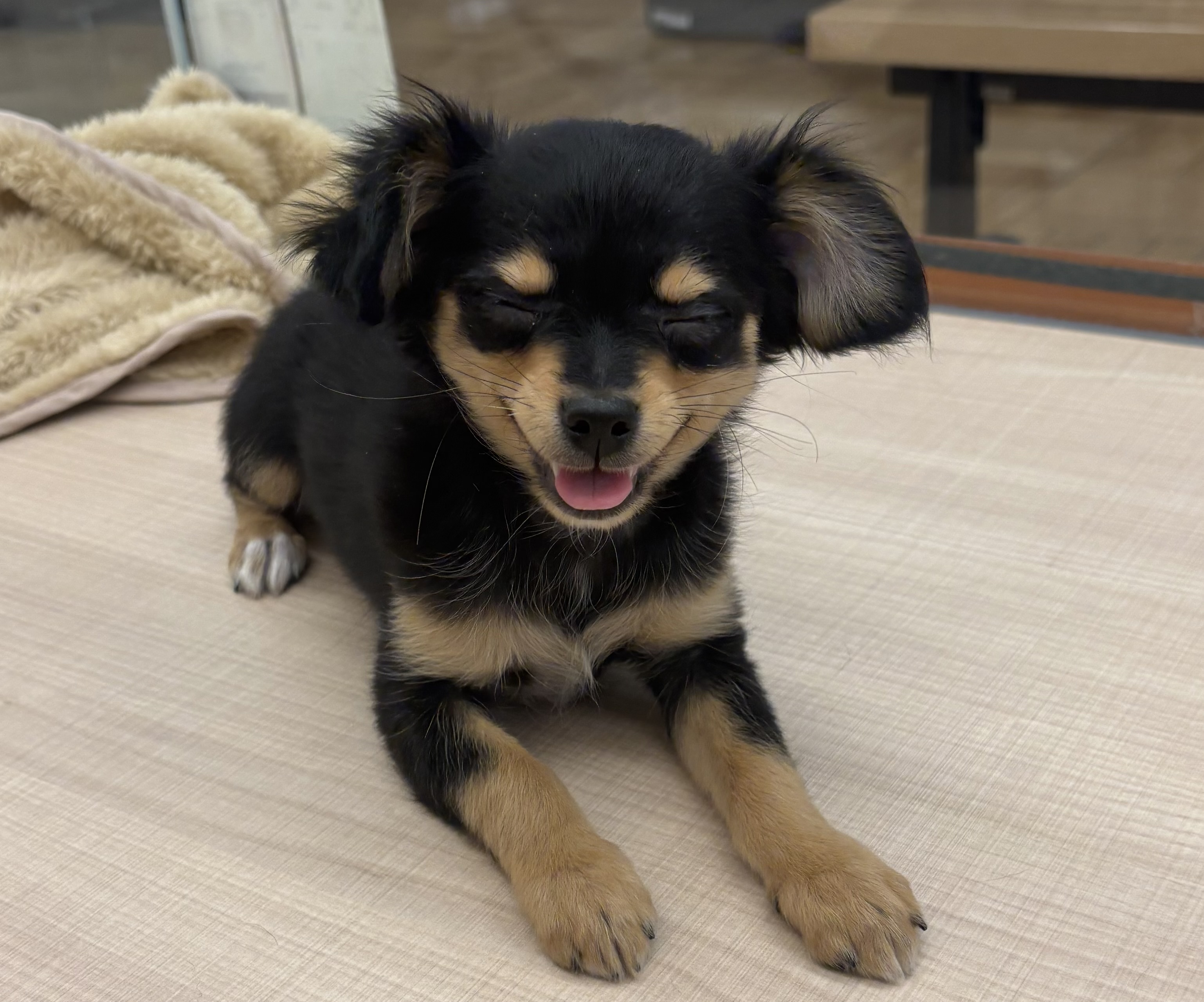 千葉県のチワワ(ロング) (ペッツワン佐倉店/2025年10月10日生まれ/女の子/ブラックタン)の子犬の1枚目の画像