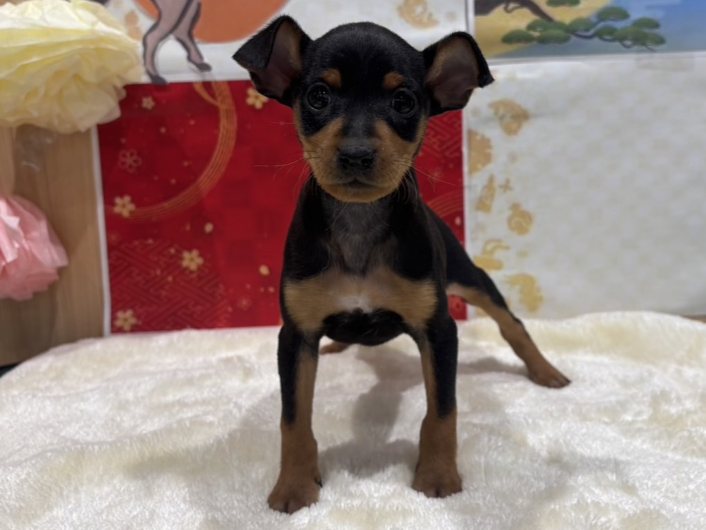 福島県のミニチュアピンシャー (ペッツワン会津若松店/2025年11月16日生まれ/女の子/ブラックタン)の子犬の1枚目の画像