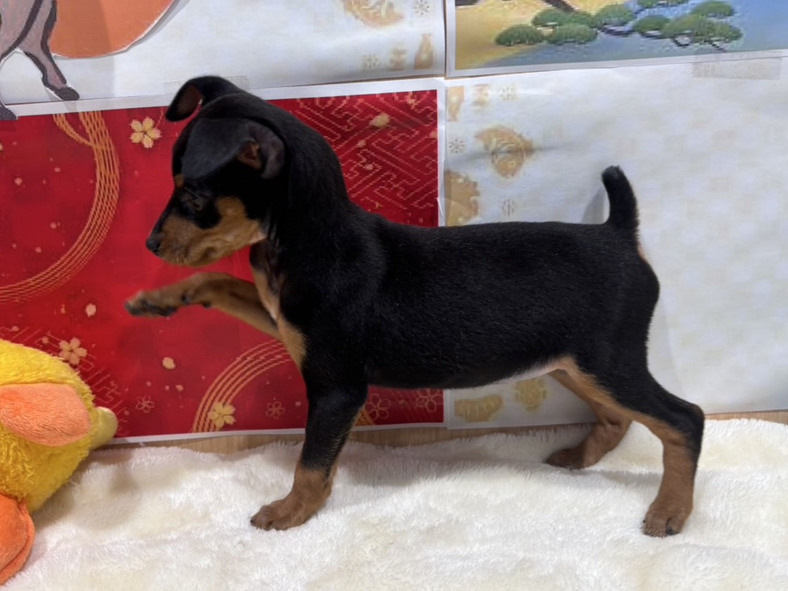 福島県のミニチュアピンシャー (ペッツワン会津若松店/2025年11月16日生まれ/女の子/ブラックタン)の子犬の2枚目の画像