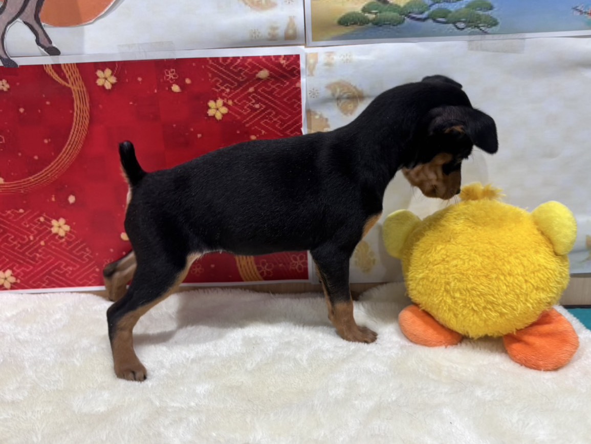 福島県のミニチュアピンシャー (ペッツワン会津若松店/2025年11月16日生まれ/女の子/ブラックタン)の子犬の3枚目の画像