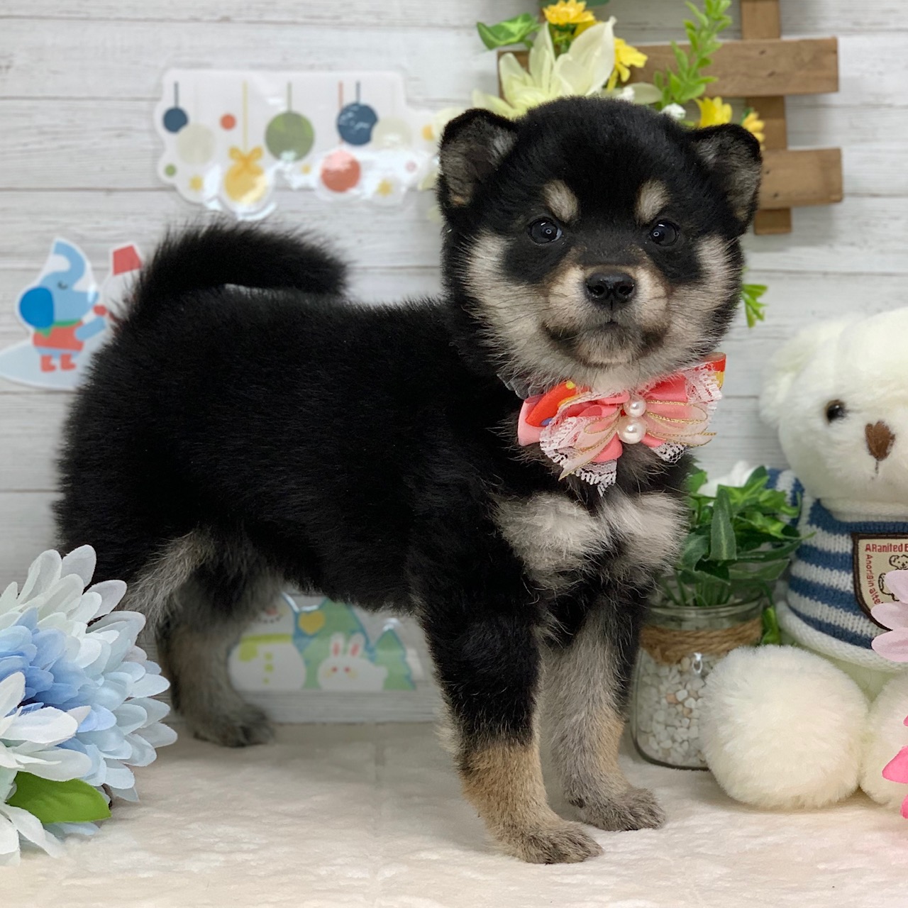 兵庫県の柴犬(標準サイズ) (ペッツワン神戸ひよどり台店/2025年11月21日生まれ/女の子/黒)の子犬の3枚目の画像