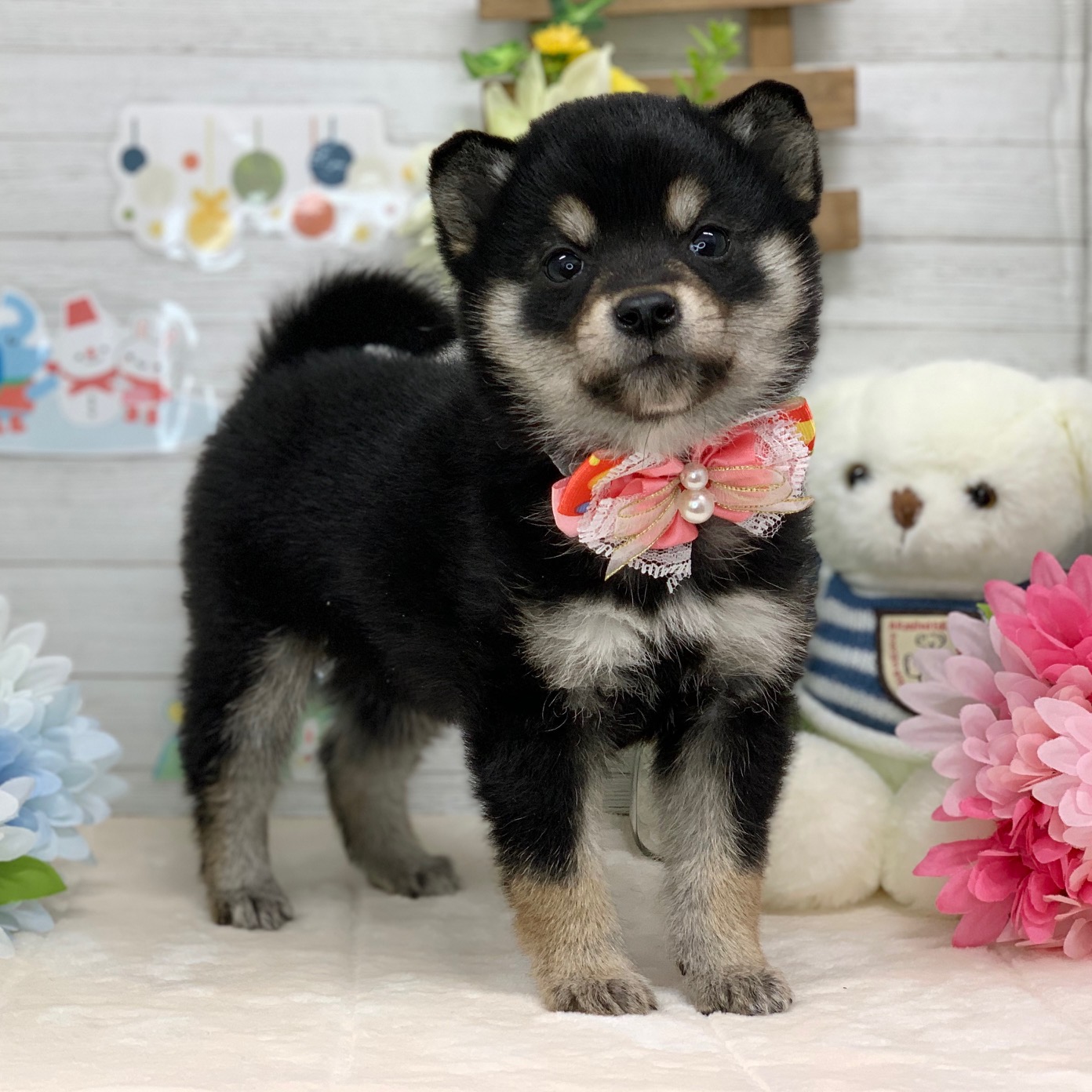 兵庫県の柴犬(標準サイズ) (ペッツワン神戸ひよどり台店/2025年11月21日生まれ/女の子/黒)の子犬の1枚目の画像