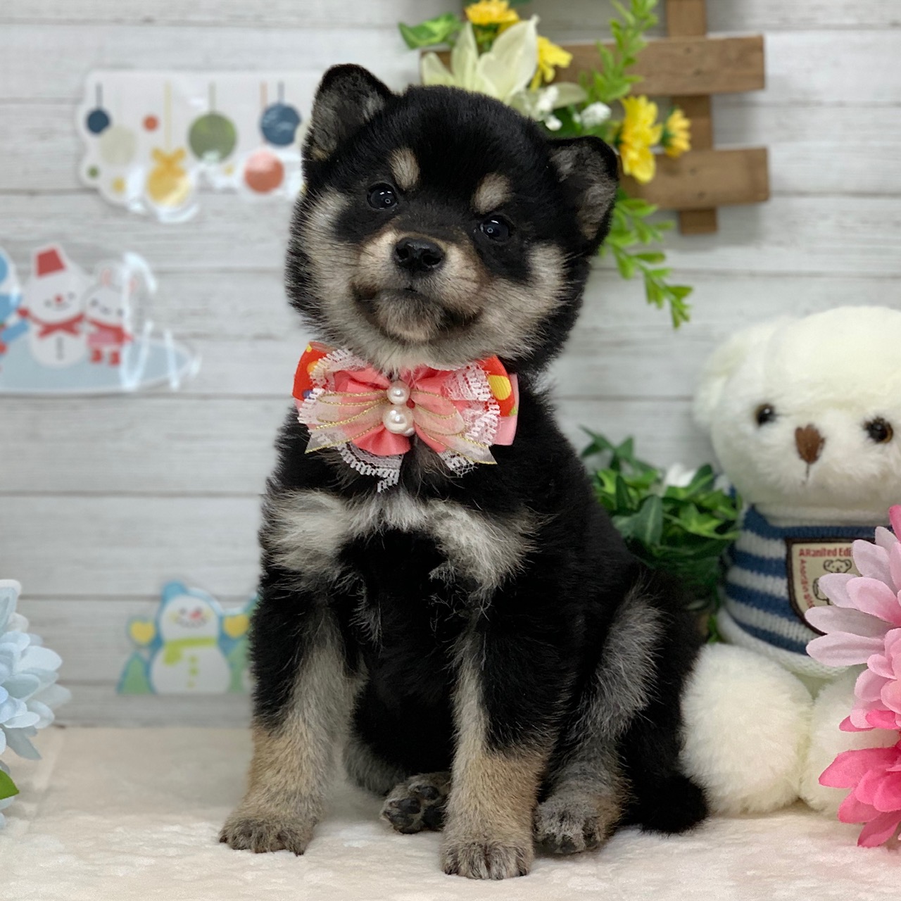 兵庫県の柴犬(標準サイズ) (ペッツワン神戸ひよどり台店/2025年11月21日生まれ/女の子/黒)の子犬の2枚目の画像