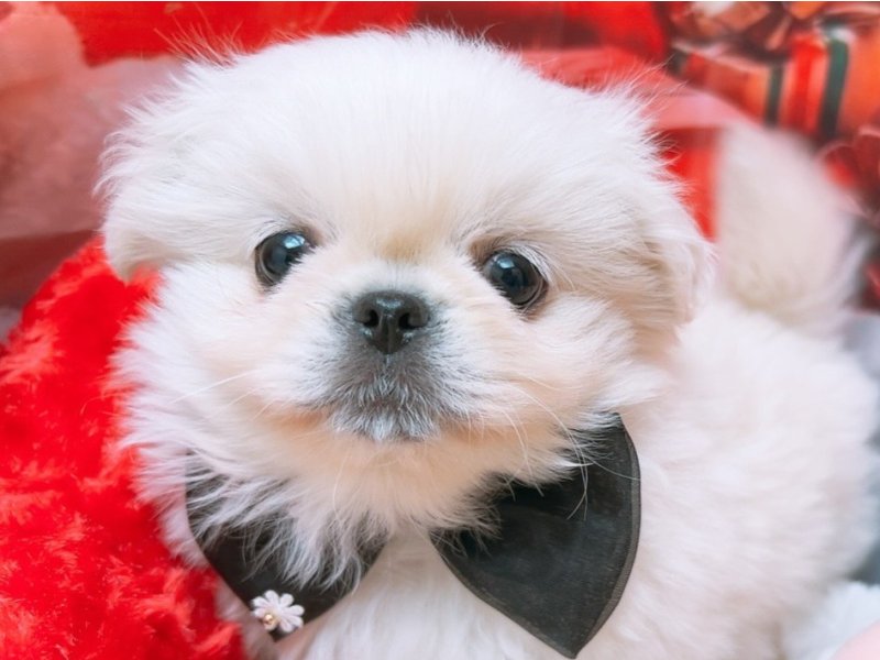 沖縄県のペキニーズ (ペッツワンFCあがり浜店/2025年10月25日生まれ/男の子/ホワイト)の子犬
