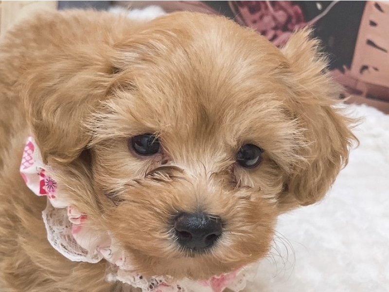 沖縄県のハーフ犬・ミックス犬 (ペッツワンFCあがり浜店/2025年10月10日生まれ/女の子/アプリコット)の子犬