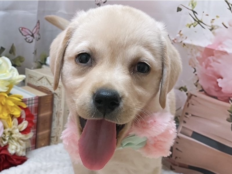 沖縄県のラブラドールレトリーバー (ペッツワンFCあがり浜店/2025年10月9日生まれ/女の子/イエロー)の子犬