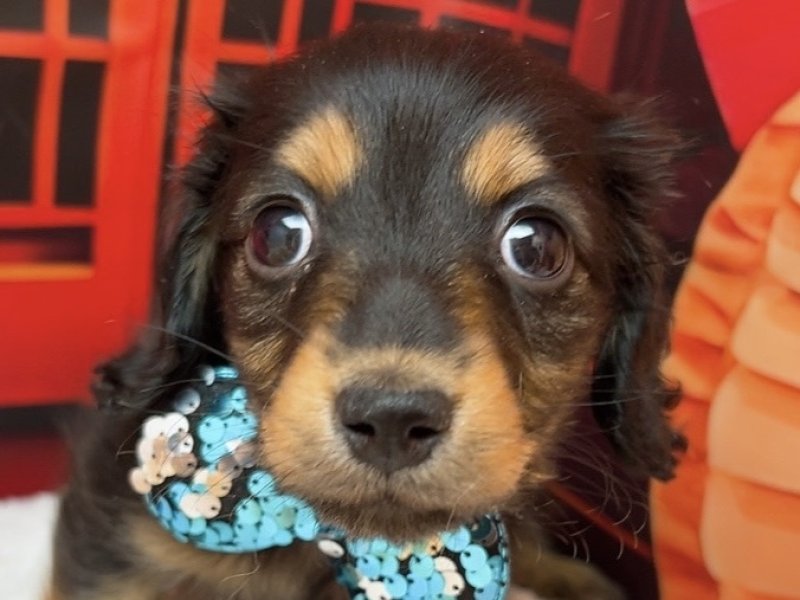 沖縄県のミニチュアダックスフンド(ロング) (ペッツワンFCあがり浜店/2025年11月28日生まれ/男の子/ブラックイエロー)の子犬