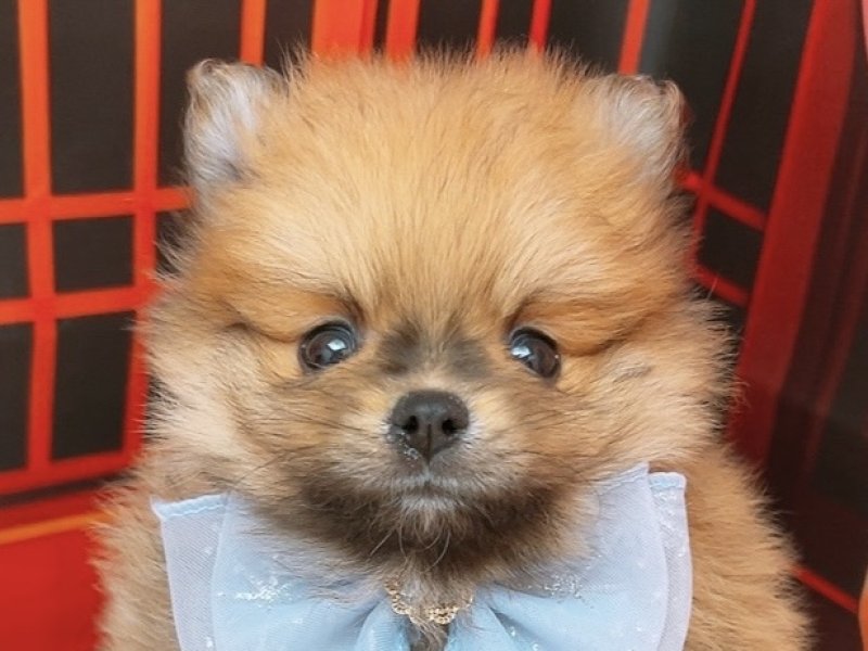 沖縄県のポメラニアン (ペッツワンFCあがり浜店/2025年11月16日生まれ/男の子/オレンジセーブル)の子犬