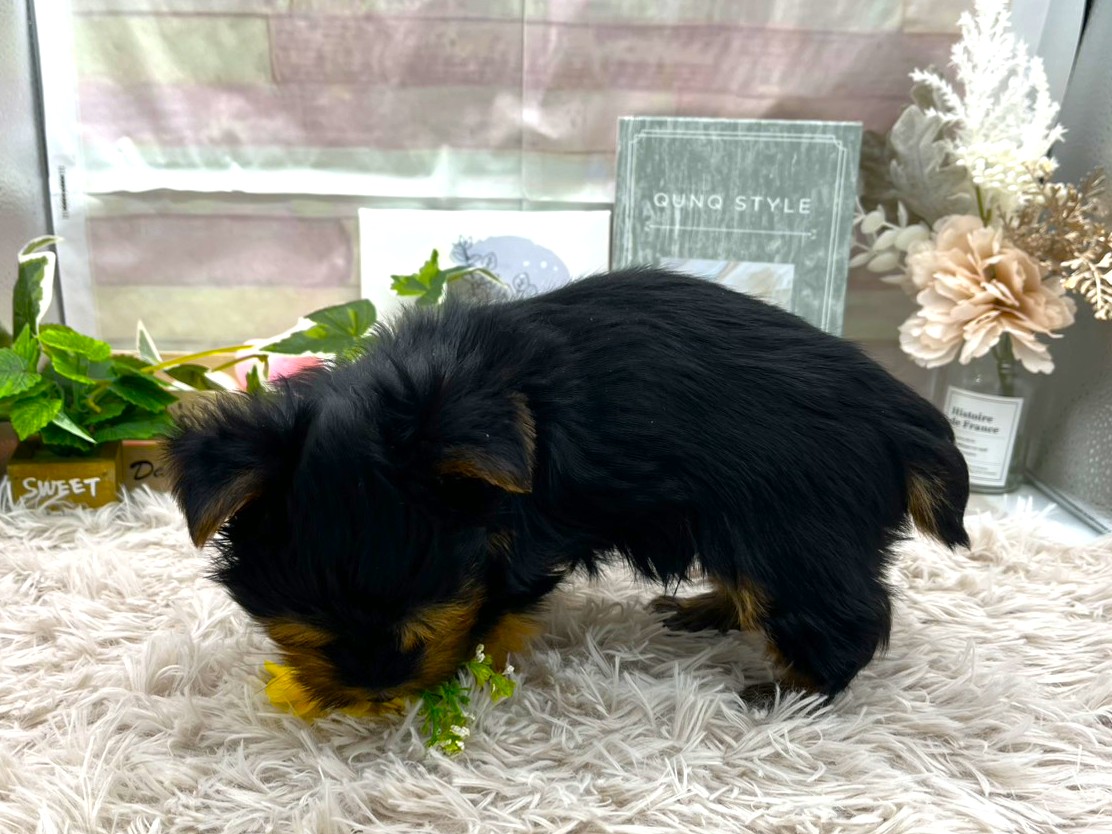 静岡県のヨークシャーテリア (ペッツワン掛川店/2025年11月30日生まれ/男の子/ブラック)の子犬の2枚目の画像