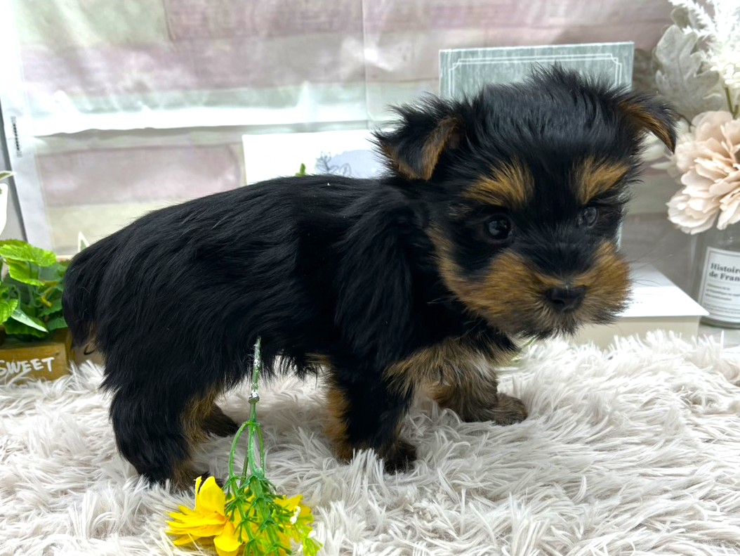 静岡県のヨークシャーテリア (ペッツワン掛川店/2025年11月30日生まれ/男の子/ブラック)の子犬の3枚目の画像