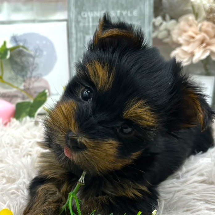 静岡県のヨークシャーテリア (ペッツワン掛川店/2025年11月30日生まれ/男の子/ブラック)の子犬の1枚目の画像