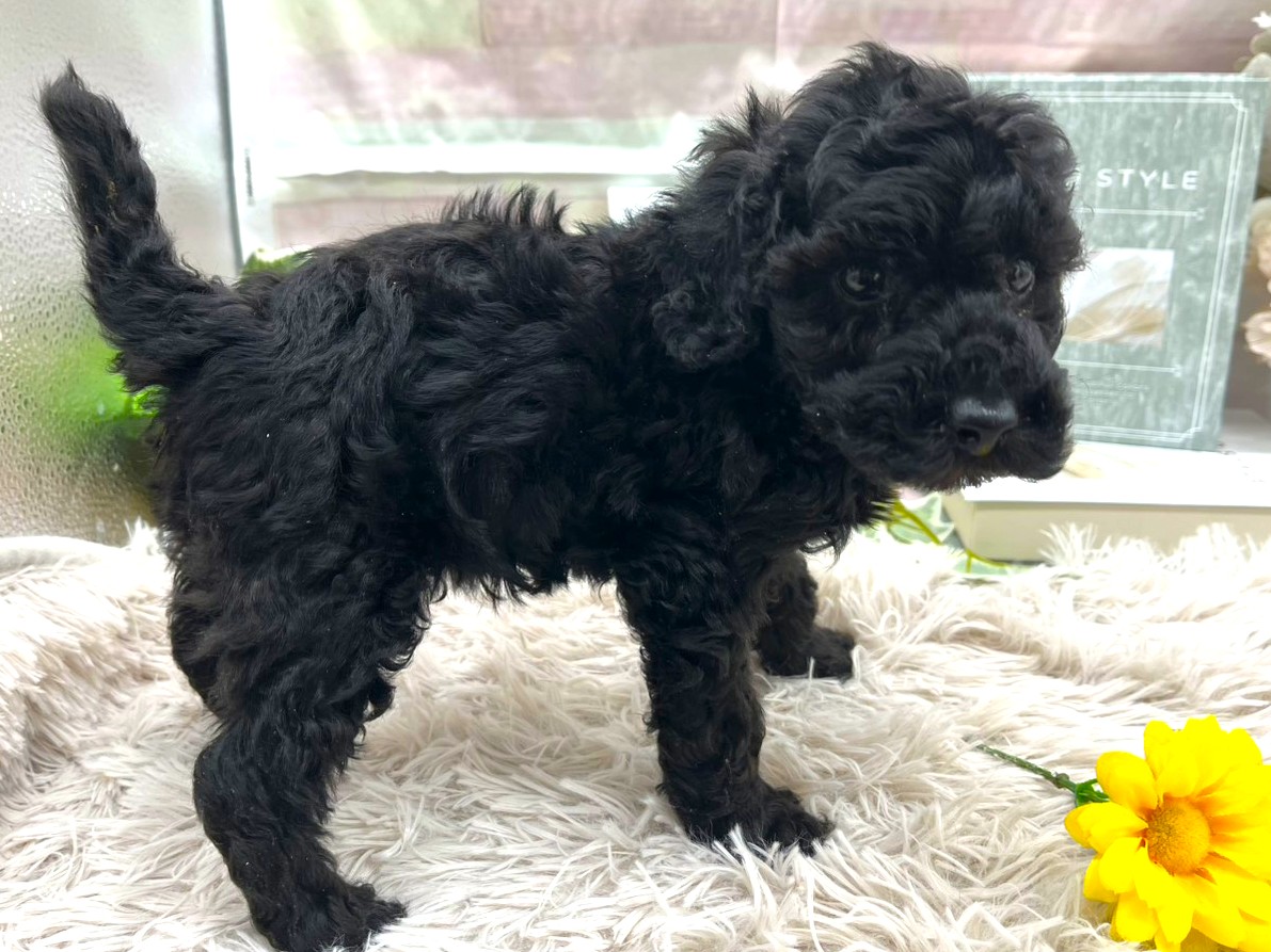 静岡県のトイプードル(トイ) (ペッツワン掛川店/2025年11月29日生まれ/男の子/ブラック)の子犬の3枚目の画像