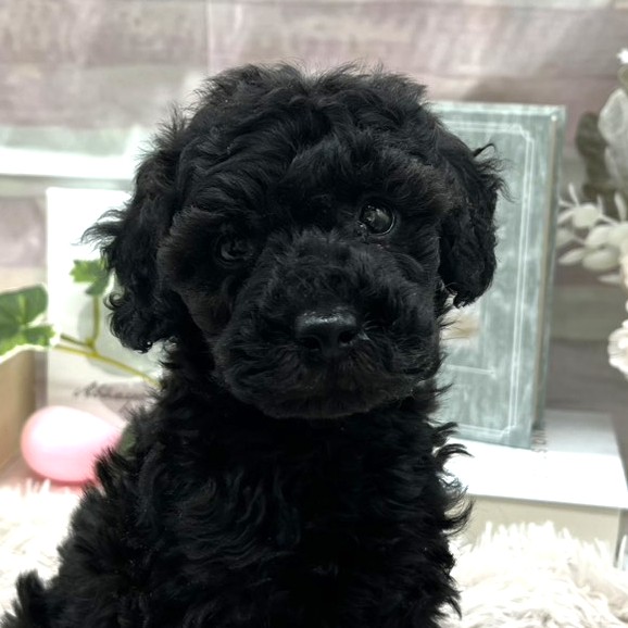 静岡県のトイプードル(トイ) (ペッツワン掛川店/2025年11月29日生まれ/男の子/ブラック)の子犬の1枚目の画像