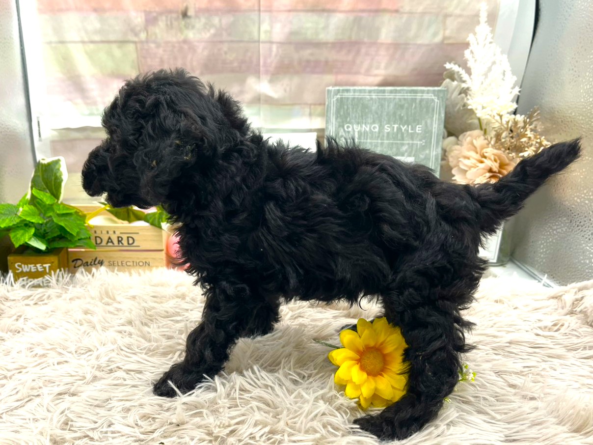 静岡県のトイプードル(トイ) (ペッツワン掛川店/2025年11月29日生まれ/男の子/ブラック)の子犬の2枚目の画像