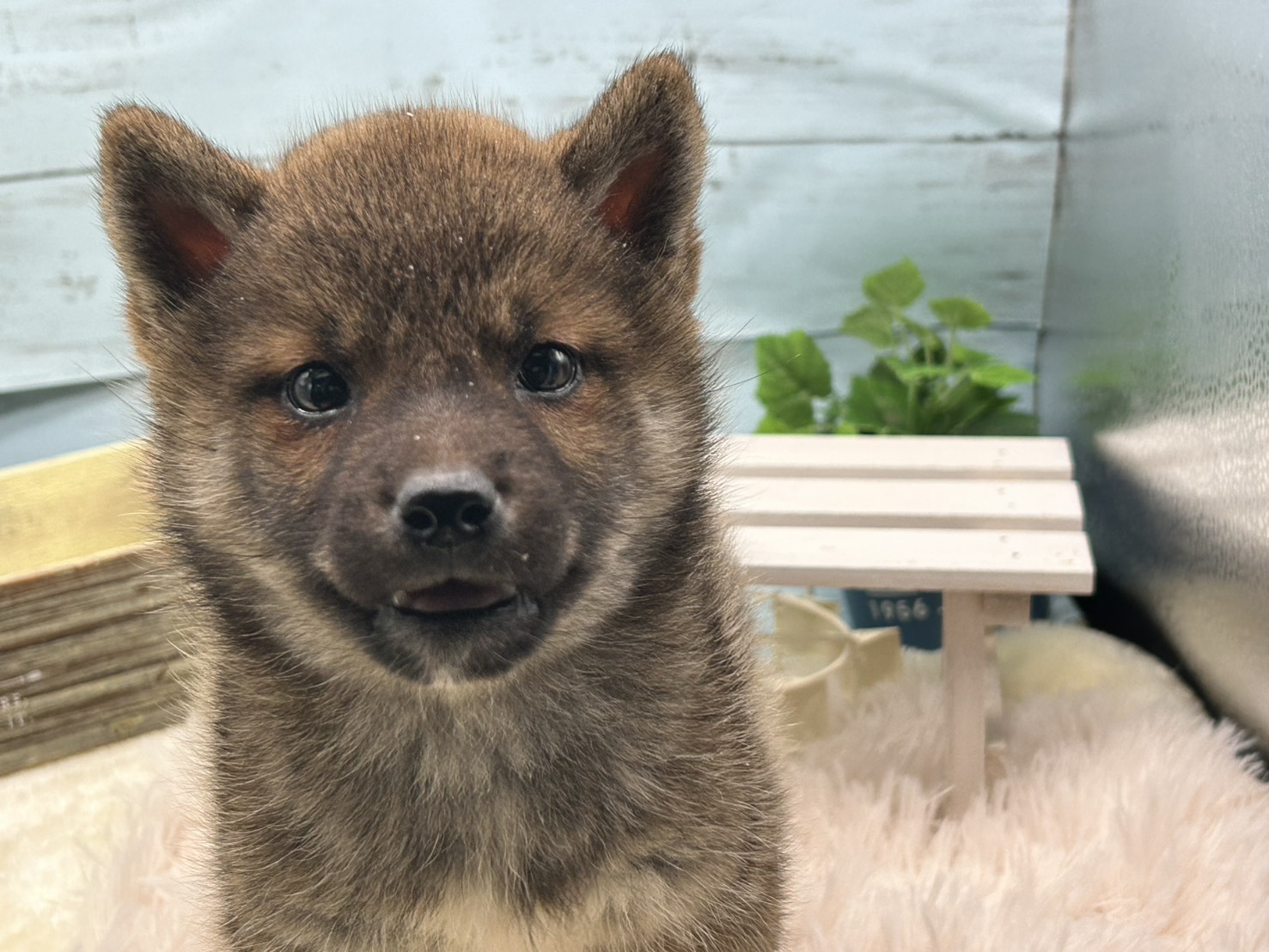 静岡県の柴犬(標準サイズ) (ペッツワン藤枝店/2025年11月29日生まれ/女の子/その他色)の子犬の2枚目の画像